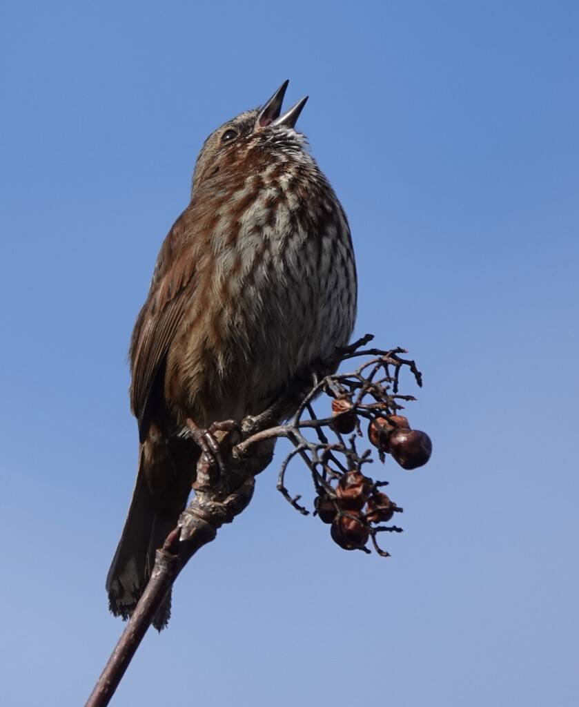 A male song sparrow near the wetlands sings on the Equinox (Courtesy Photo / Helen Unruh)