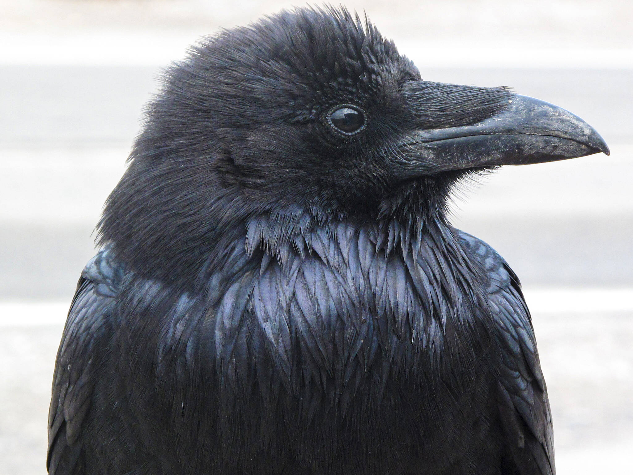 A raven scans the horizon. Ravens are one of several animals known to gather together when resting at night. (Courtesy Photo / Ned Rozell)