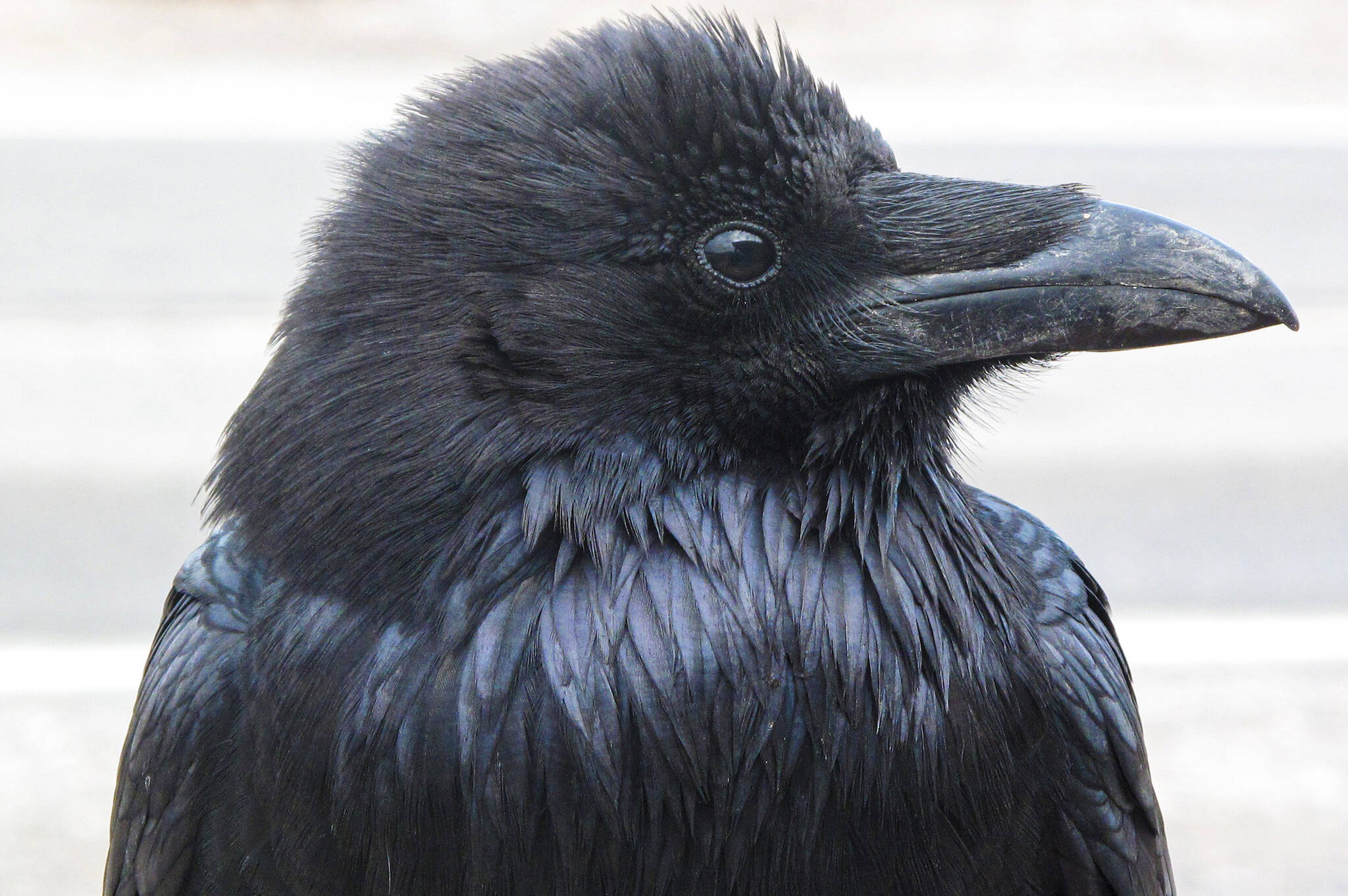 A raven scans the horizon. Ravens are one of several animals known to gather together when resting at night. (Courtesy Photo / Ned Rozell)