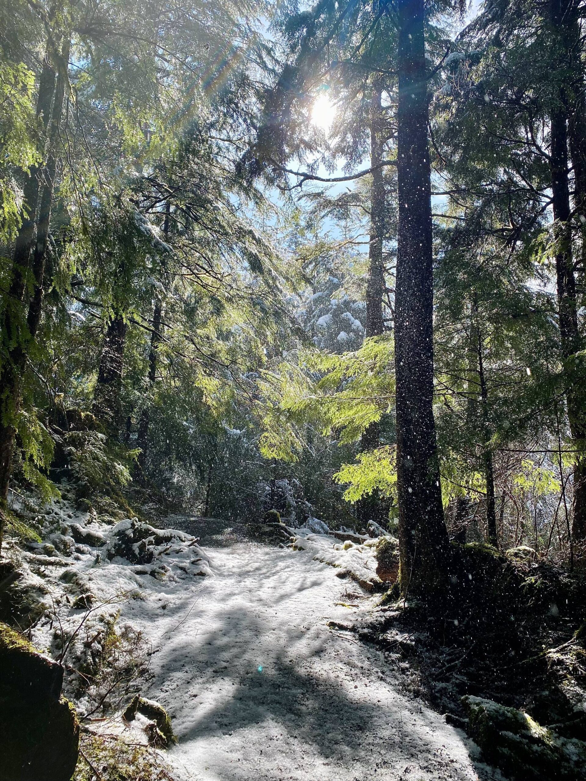 Sun shines through trees as snow from the previous evening falls off them. Sunnahae Trail in Craig. (Courtesy Photo / Marti Crutcher)