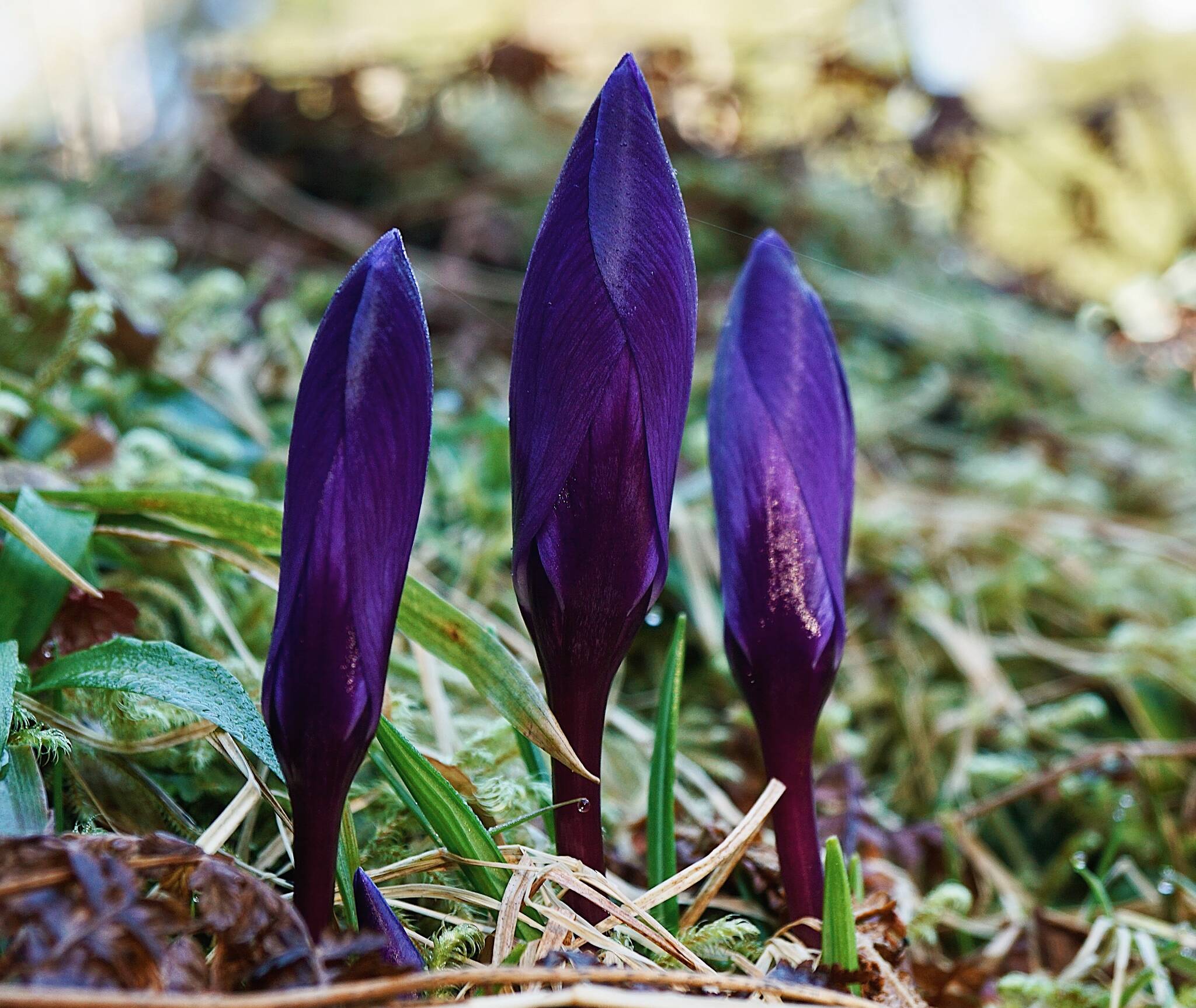 Some spring weather encourages crocus to bloom. Prince of Wales Island. (Courtesy Photo / Marti Crutcher)
