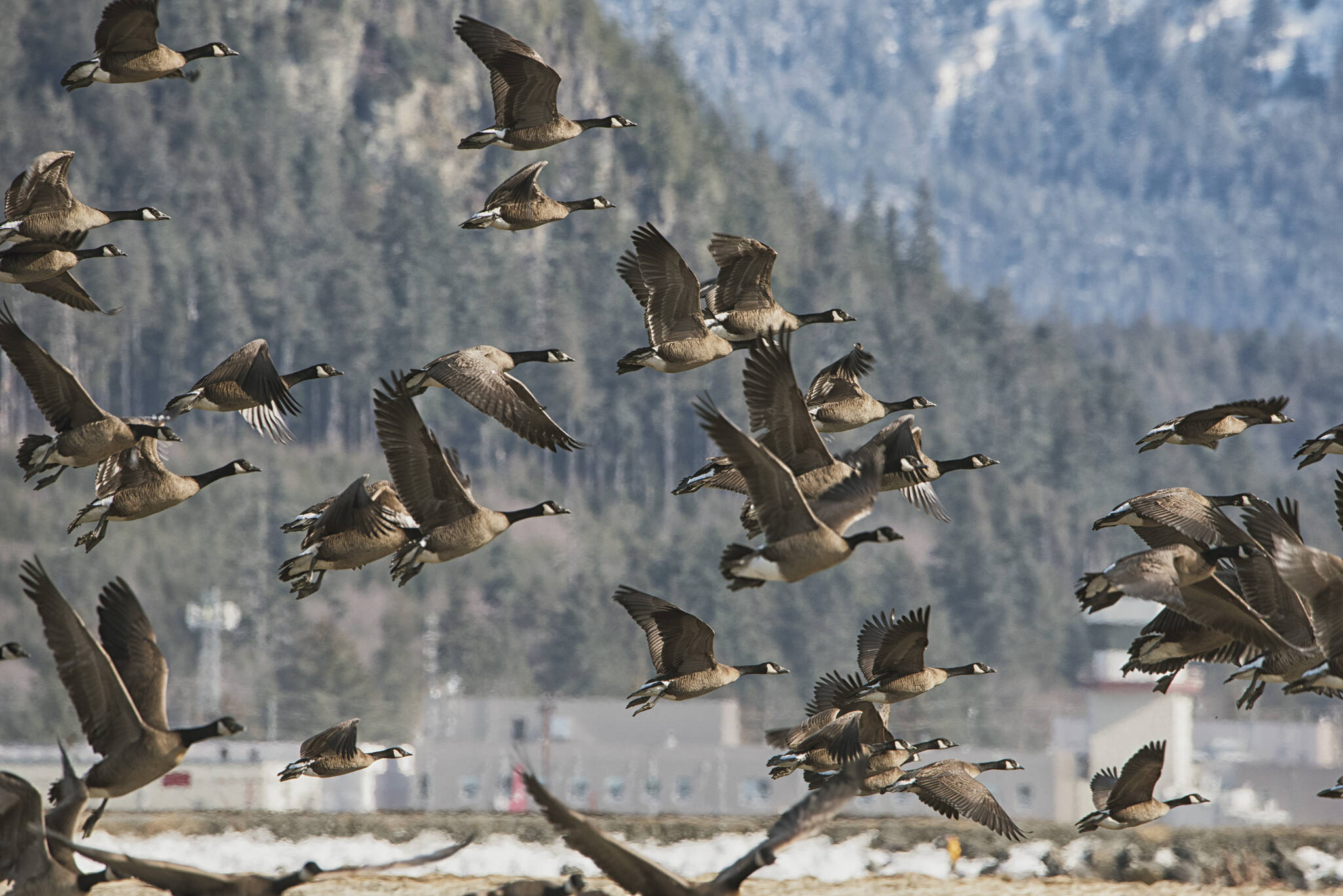 Being there; Canada geese take flight other side of Mendenhall River. (Courtesy Photo / Kenneth Gill, gillfoto)