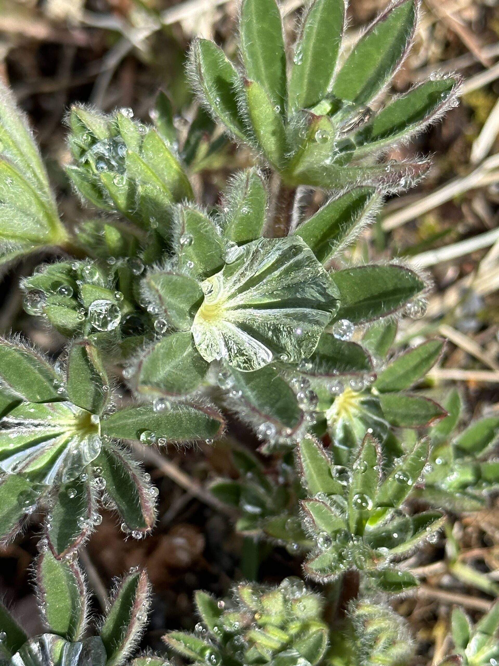 Dew drops cling to lupine along the Point Bridget Trail. (Courtesy Photo / Deana Barajas)
Dew drops cling to lupine along the Point Bridget Trail. (Courtesy Photo / Deana Barajas)