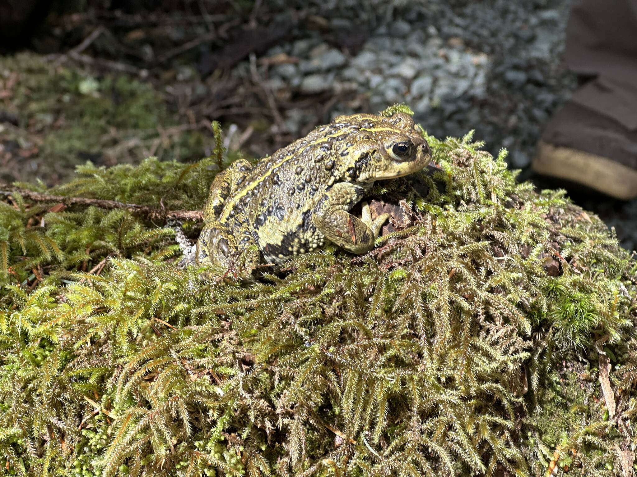 This photo shows a toad seen along the Point Bridget Trail. (Courtesy Photo / Deana Barajas)