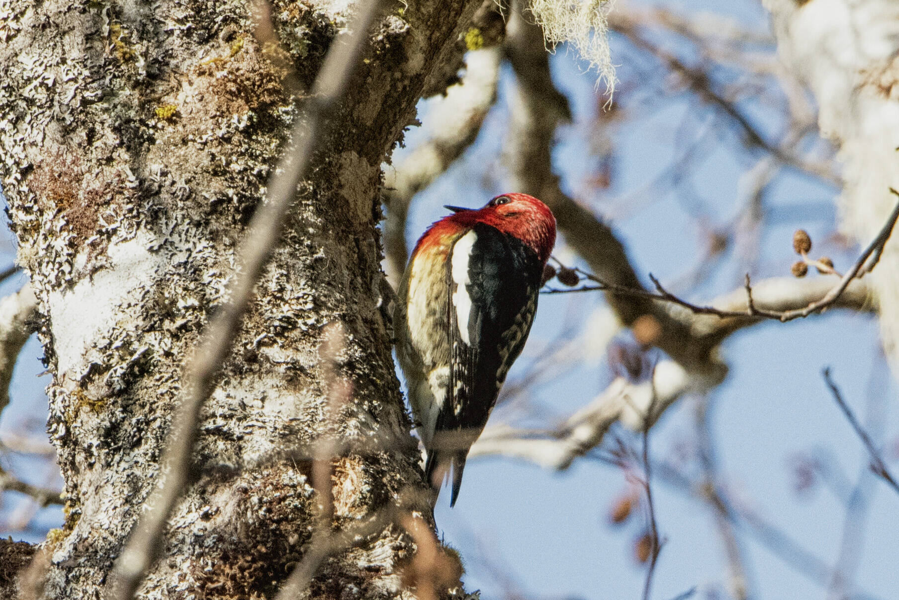 A red-breasted sapsucker is spotted at Auke Recreation Area. (Courtesy Photo / Kenneth Gill, gillfoto)