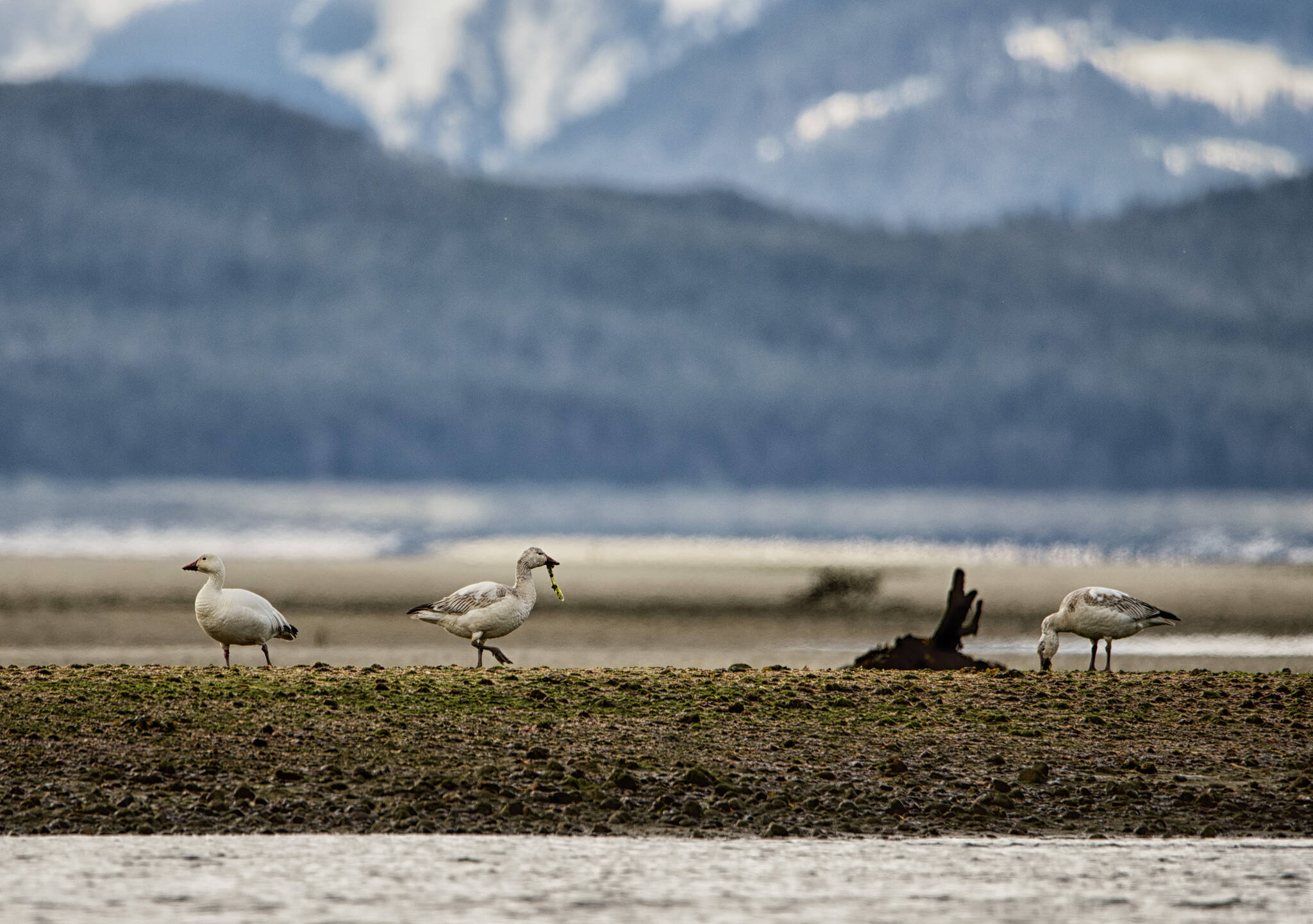 The tide was out at Eagle Beach with three snow geese feeding on seaweed. (Courtesy Photo / Kenneth Gill, gillfoto)