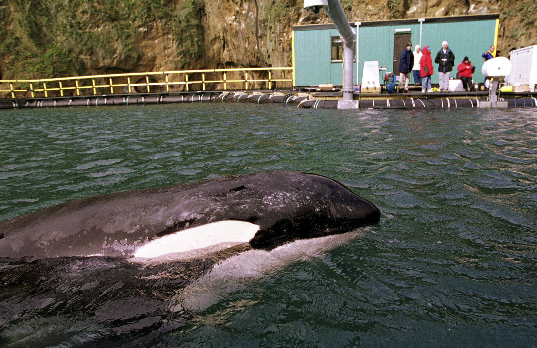 Keiko, the star of the movie “Free Willy,” swims in his new sea pen at Heimaey, Iceland, on Sept. 11, 1998. An ambitious plan announced last week to return a killer whale, held captive for more than a half-century, to her home waters in Washington’s Puget Sound thrilled those who have long advocated for her to be freed from her tank at the Miami Seaquarium. But it also called to mind the release of Keiko, who failed to adapt to the wild after being returned to his native Iceland and died five years later. (AP Photo / Don Ryan)