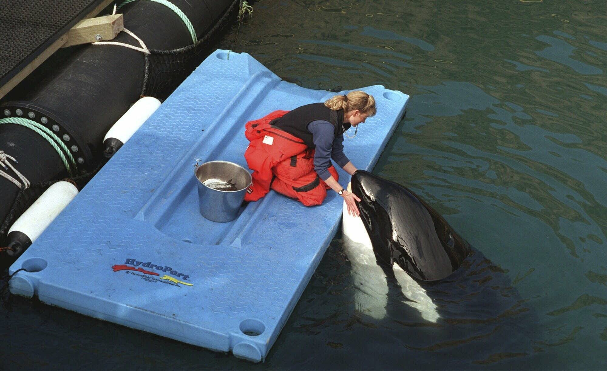 Karen McRea feeds frozen fish to Keiko, star of the movie “Free Willy,” in his pen off the coast of Westman Islands, Iceland, on April 22, 1999. An ambitious plan announced last week to return a killer whale, held captive for more than a half-century, to her home waters in Washington’s Puget Sound thrilled those who have long advocated for her to be freed from her tank at the Miami Seaquarium. But it also called to mind the release of Keiko, who failed to adapt to the wild after being returned to his native Iceland and died five years later. (AP Photo / Kristin Gazlay(