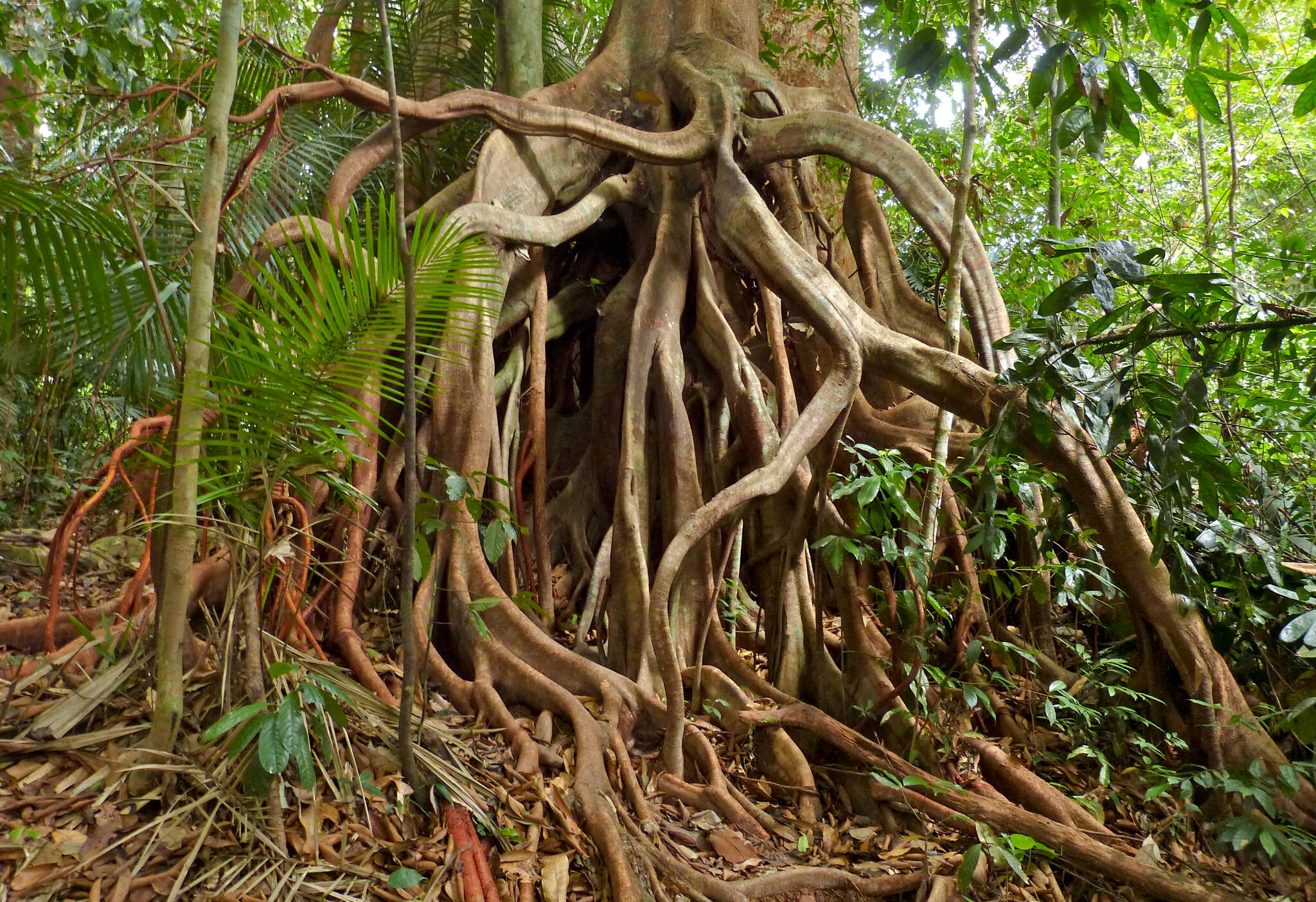 This photo available under a Creative Commons license shows the roots of a fig tree. Trunks and branches of fig trees and mangroves send down aerial roots that eventually reach the soil and serve the normal root functions of taking up water and nutrients. (Bernard Dupont / Flickr)