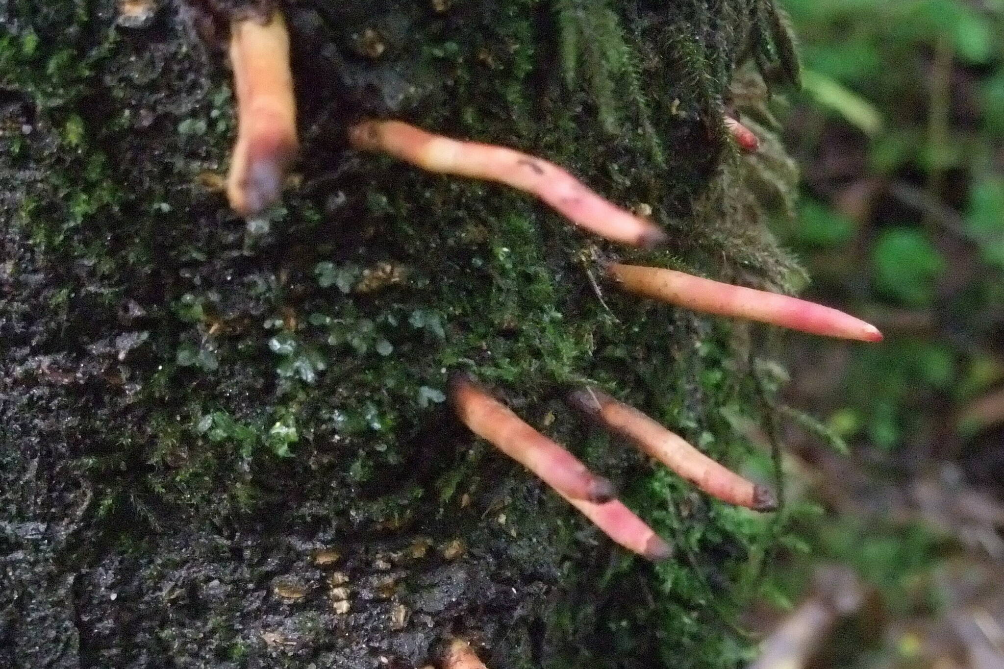 This photo taken along the Rainforest Trail shows adventitious shoots on a red alder. (Mary F. Willson / For the Juneau Empire)