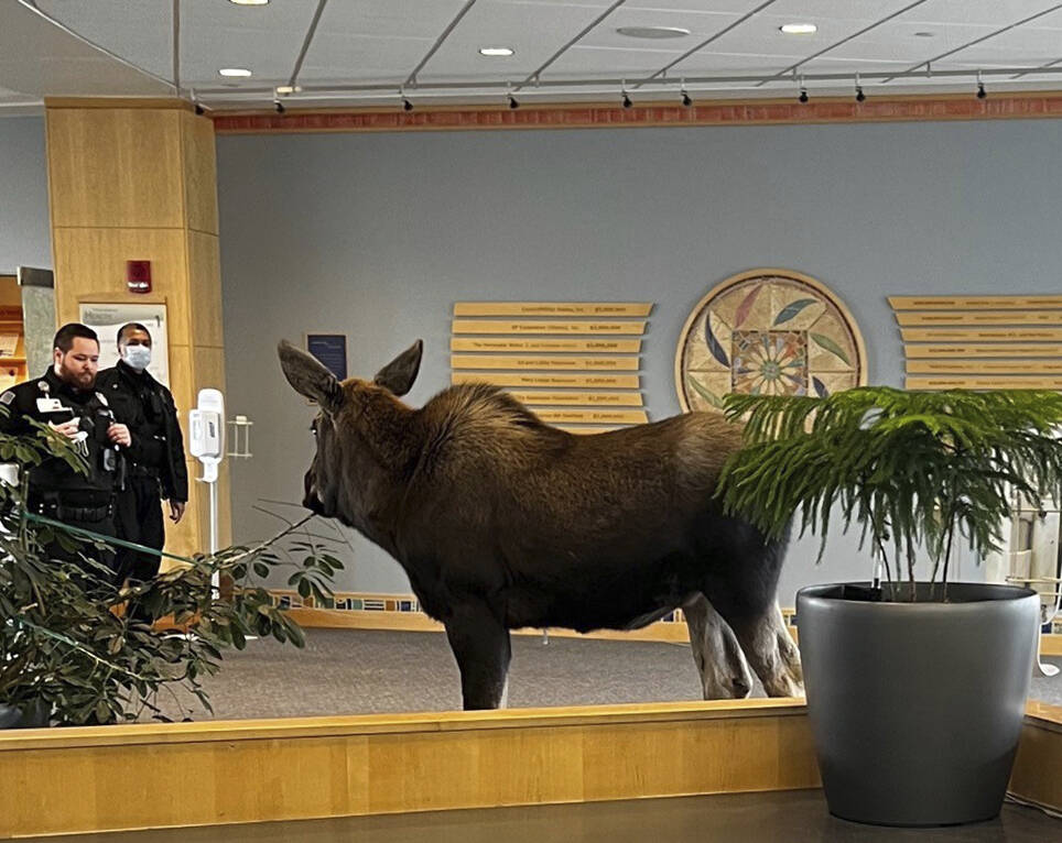 In this Thursday, April 6, 2023, image provided by Providence Alaska, a moose stands inside a Providence Alaska Health Park medical building in Anchorage, Alaska. The moose chomped on plants in the lobby until security was able to shoo it out, but not before people stopped by to take photos of the moose. (Providence Alaska)