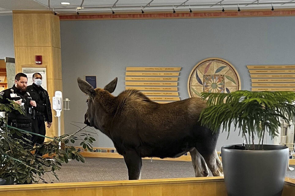 In this Thursday, April 6, 2023, image provided by Providence Alaska, a moose stands inside a Providence Alaska Health Park medical building in Anchorage, Alaska. The moose chomped on plants in the lobby until security was able to shoo it out, but not before people stopped by to take photos of the moose. (Providence Alaska)