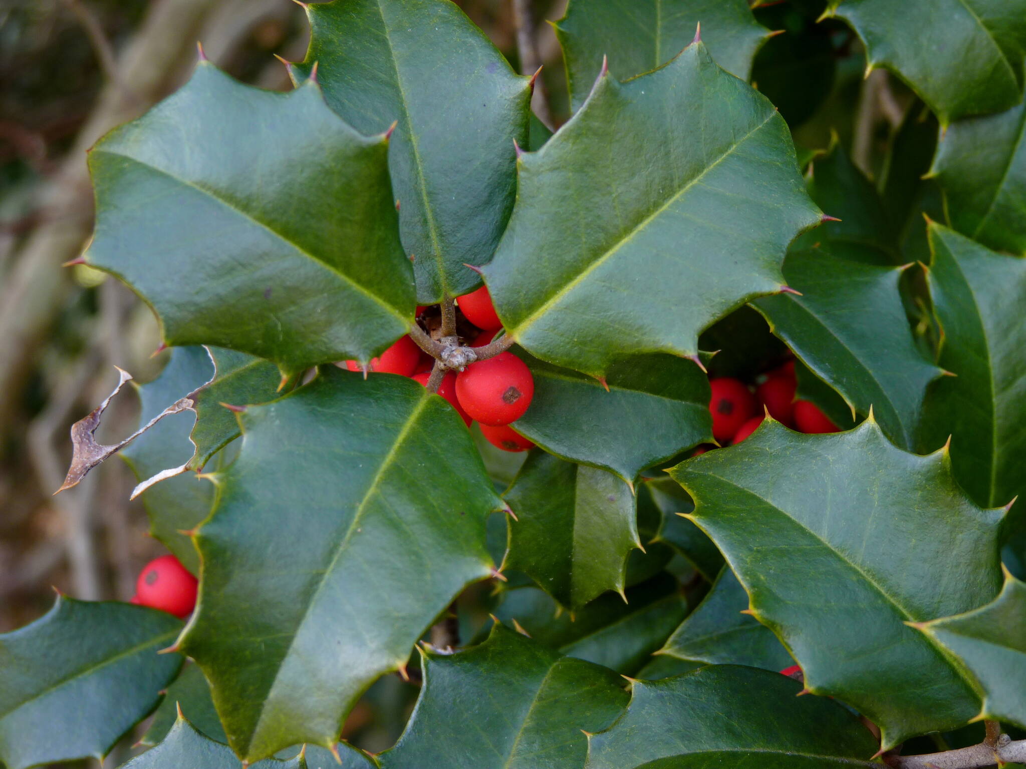 This December 2013 photo available under a Creative Commons license shows holly berries and leaves. A study of European holly in Spain showed that leaf browsing by mammals induces an increase of prickliness of the leaves. This phenomenon was apparently observed recently in Juneau. (Dendroica Cerulea / Flickr)