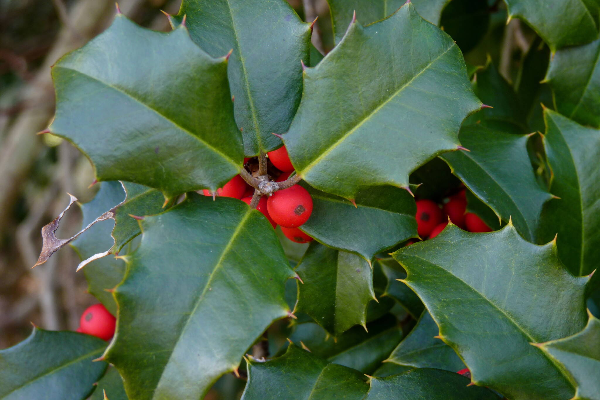 This December 2013 photo available under a Creative Commons license shows holly berries and leaves. A study of European holly in Spain showed that leaf browsing by mammals induces an increase of prickliness of the leaves. (Dendroica Cerulea / Flickr)