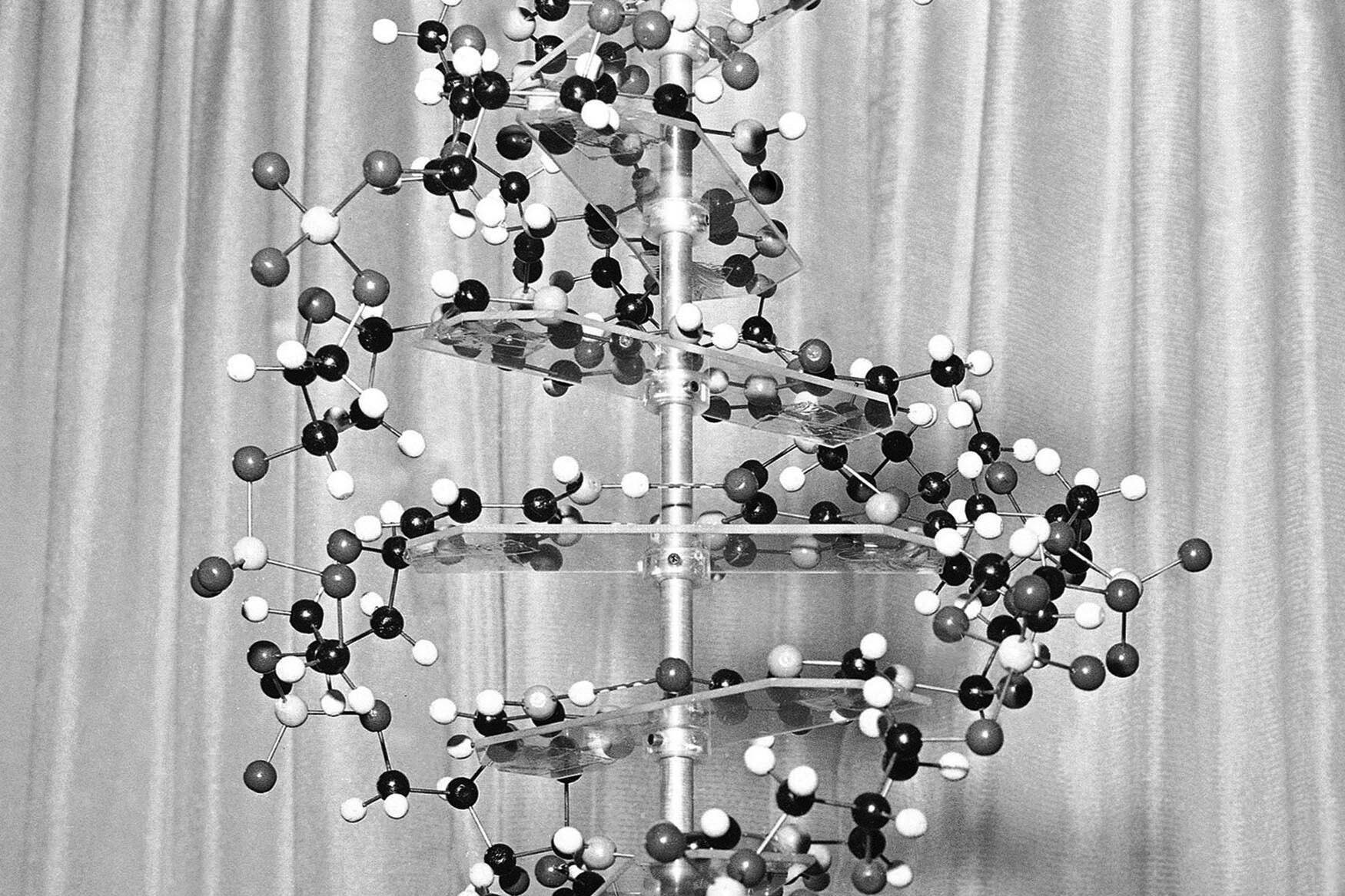 A model of a DNA molecule is displayed in the New York office of the Sloan-Kettering Institute for Cancer Research on Oct. 18, 1962. The discovery of DNA’s “twisted ladder” structure 70 years ago opened up a world of new science — and also sparked disputes over who contributed what and who deserves credit. In an opinion piece published Tuesday, April 25, 2023, in the journal Nature, two historians are suggesting that while James Watson and Francis Crick did rely on research from Rosalind Franklin and her lab without their permission — Franklin was more a collaborator than just a victim. (AP Photo / Anthony Camerano)