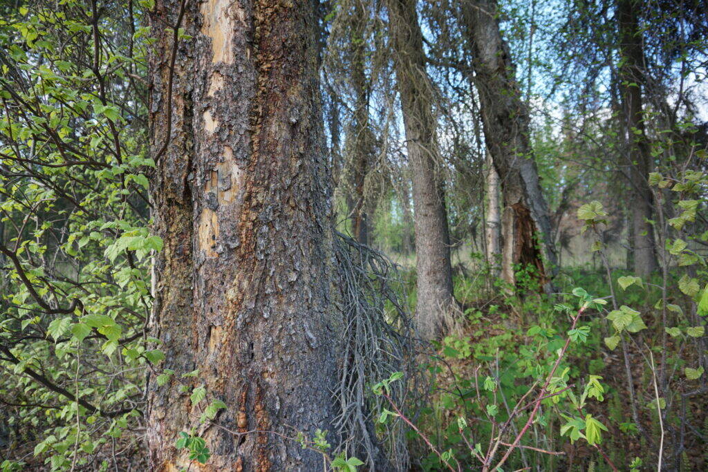 Stripped sections of bark and hardened drops of tree sap are seen on May 24, 2018, on trees near Big Lake that are infested with bark beetles. That kind of damage kills infested spruce trees. (Yereth Rosen / Alaska Beacon)
