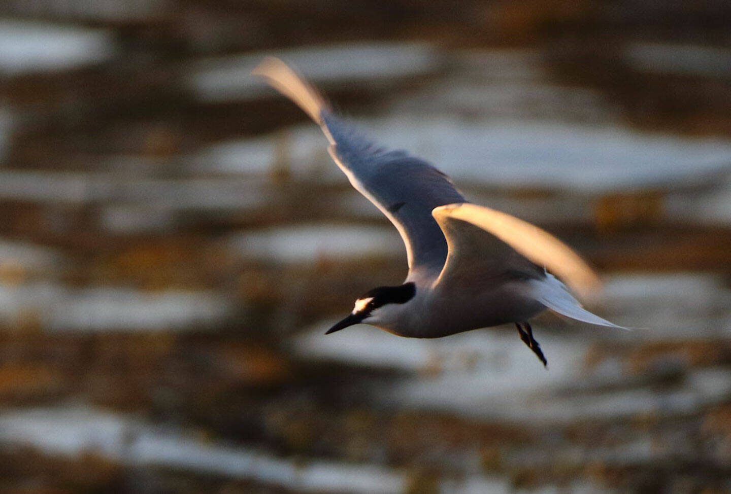 This photo shows an Aleutian tern. Intentionally scheduled during the “slow season” to help boost the economy between the steelhead and sockeye runs, the Yakutat Tern Festival is a celebration of Yakutat’s natural and cultural resources, highlighted by the area’s Aleutian terns. The Yakutat Nature Society will host the 12th Annual Yakutat Tern Festival in Yakutat, from June 1 through June 4 — with a more robust schedule of events compared to recent years. (Courtesy Photo / Nate Catterson)