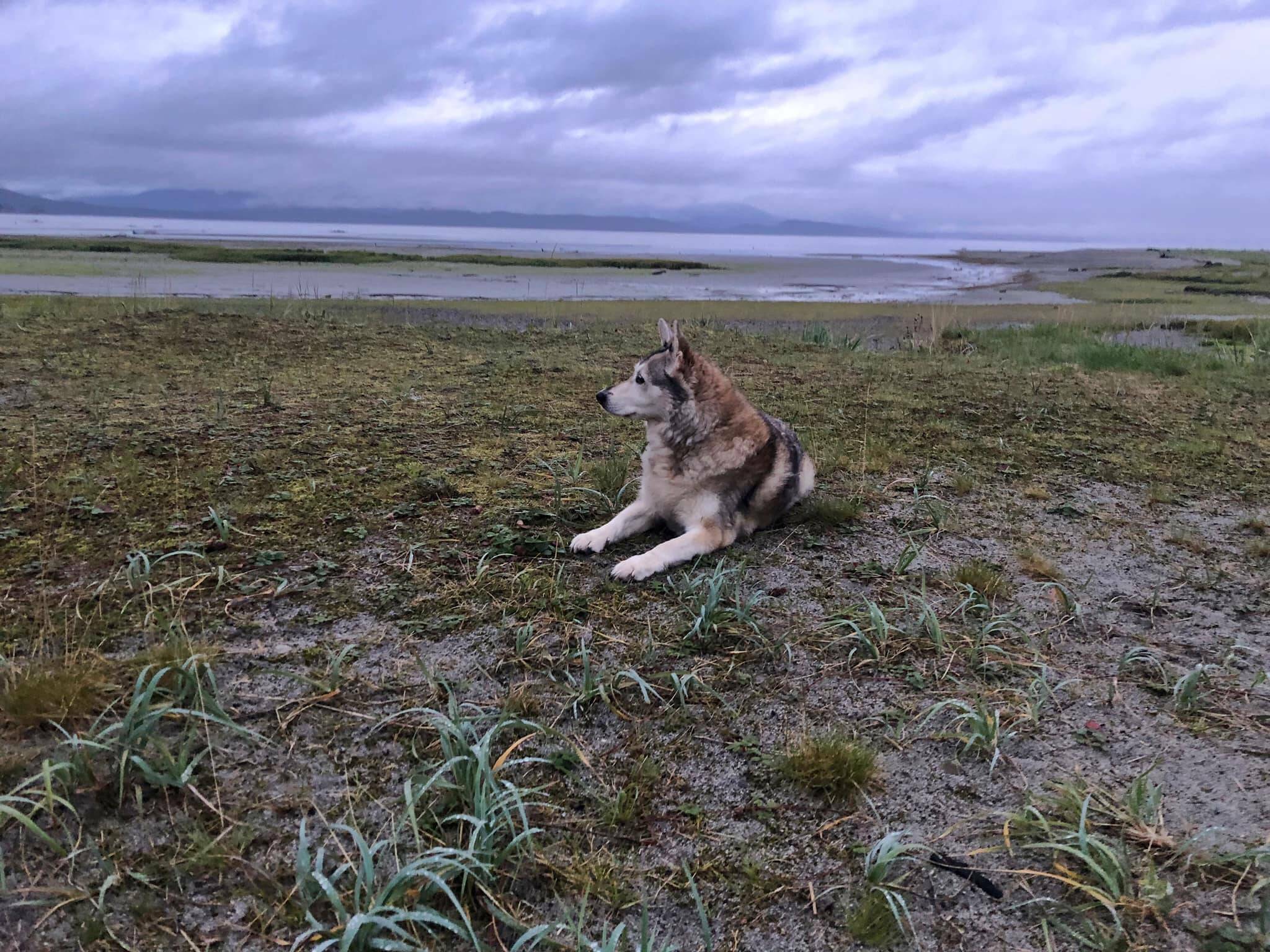 Yéilk’ Vivian Mork’s husky, Keishísh, rests on tidal grasslands on Wrangell Island. (Yéilk’ Vivian Mork / For the Capital City Weekly)