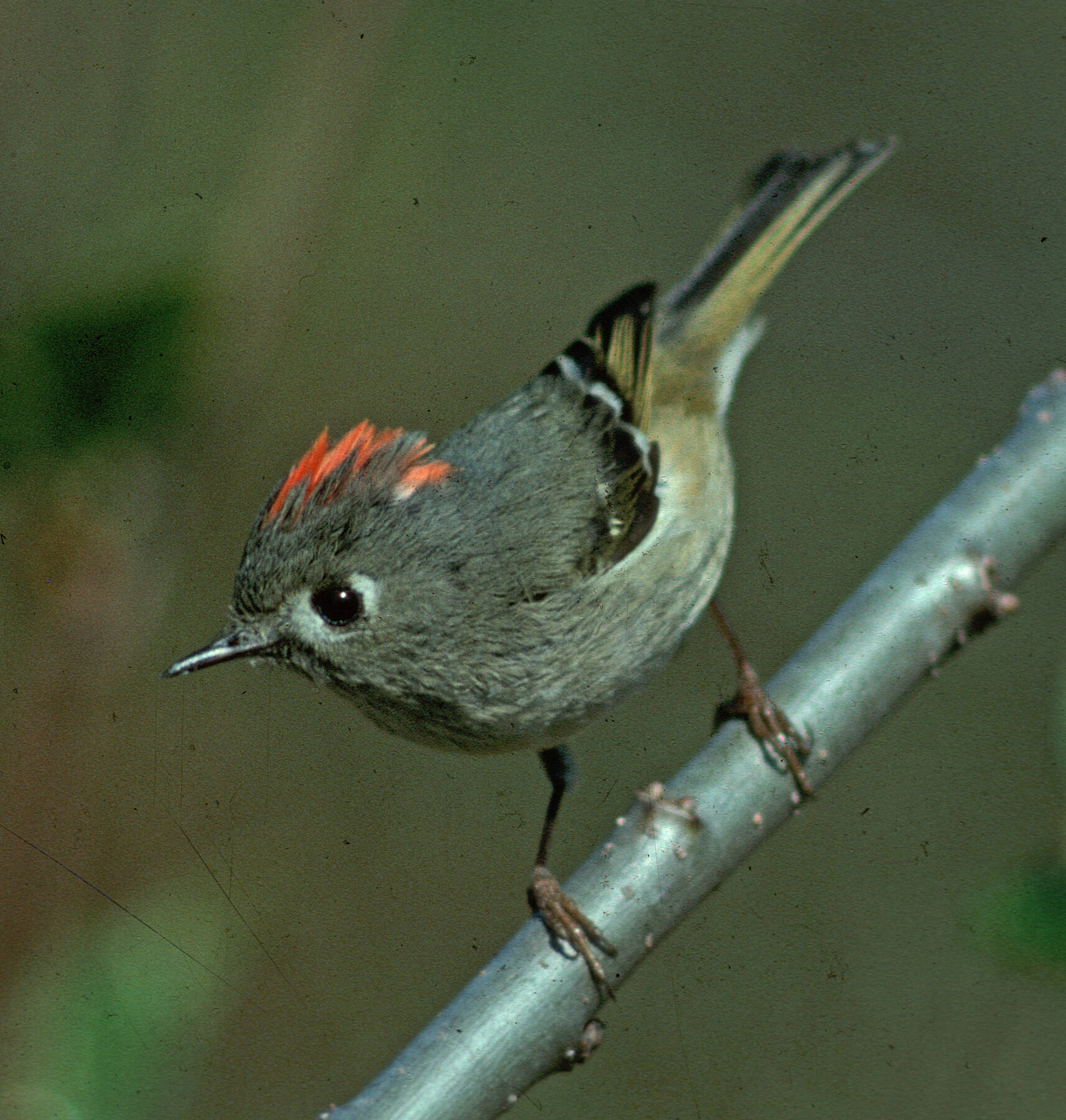 Ruby-crowned kinglets are singing, a signal that spring may really have arrived. (Courtesy Photo / Bob Armstrong)
