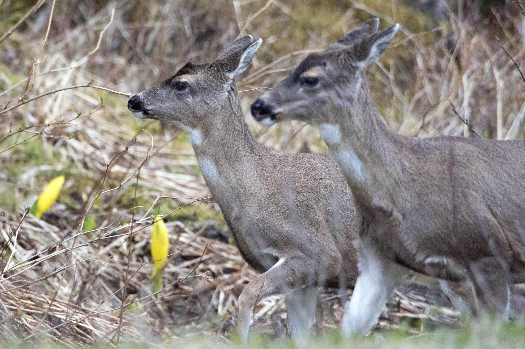This photo shows two Sitka black-tailed deer with skunk cabbage this Spring 2023, Juneau, (Courtesy Photo / Kenneth Gill, gillfoto)