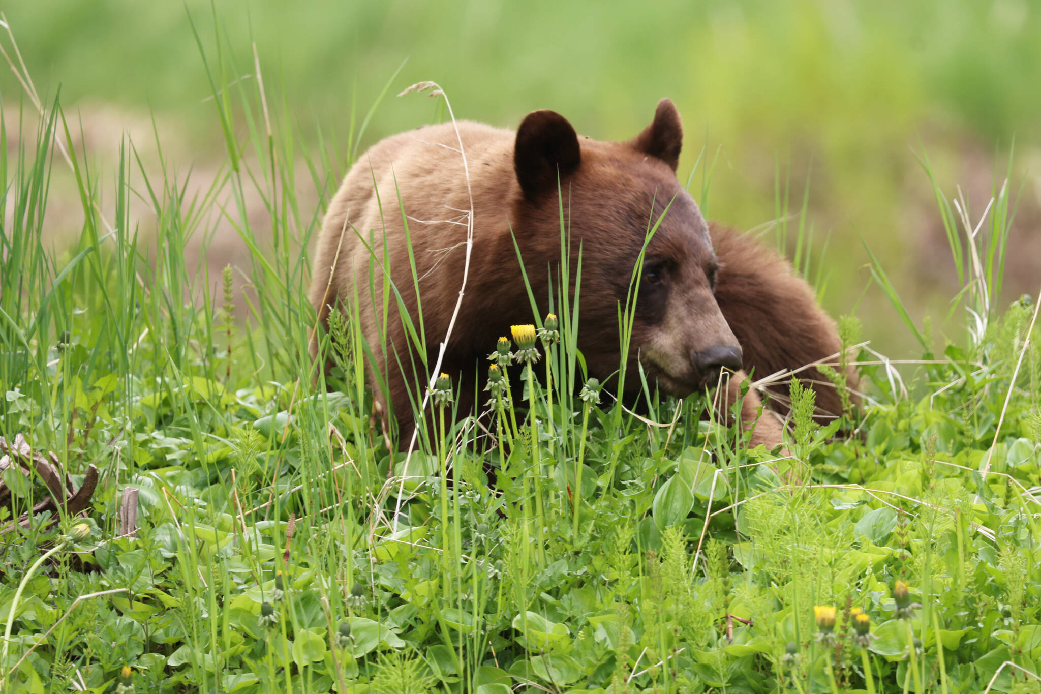 A cinnamon bear Out the Road munches on greenery in late-May. (Courtesy Photo / Ben Hohenstatt)
