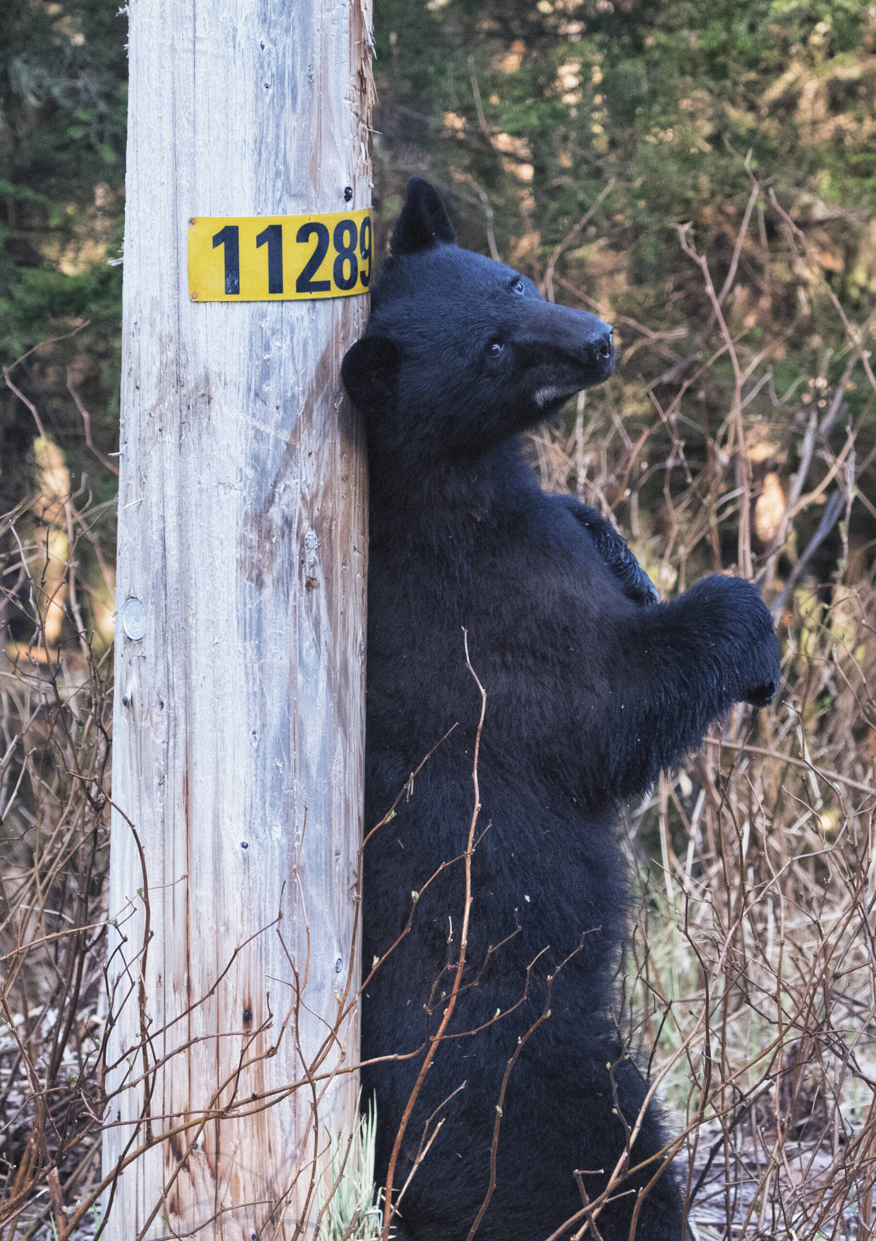 Young black bear enjoys pole scent massage out the road. (Courtesy Photo / Kenneth Gill, gillfoto)
