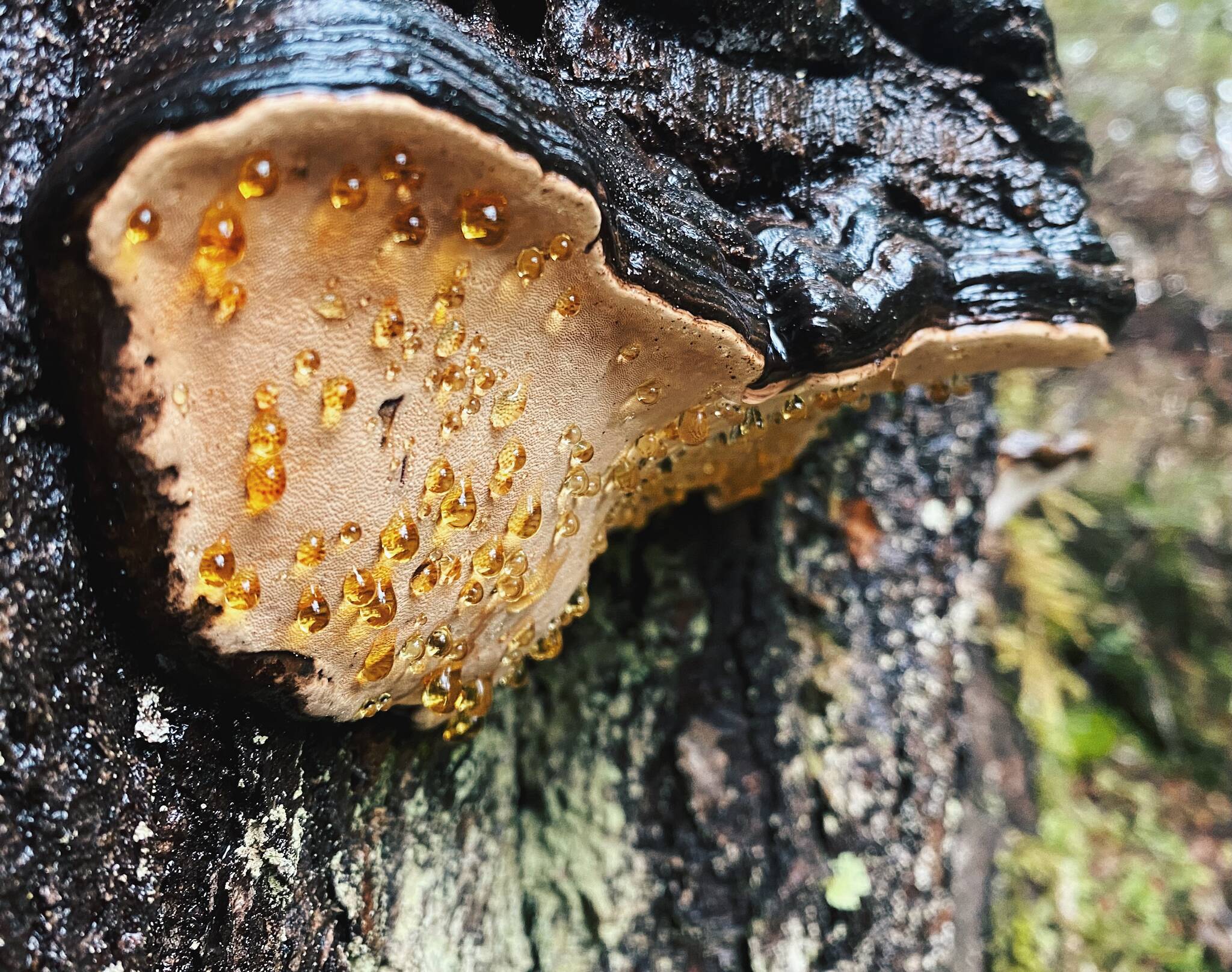 Droplets coating underside of some Conk Fungus on Prince of Wales Island. (Courtesy Photo / Marti Crutcher)