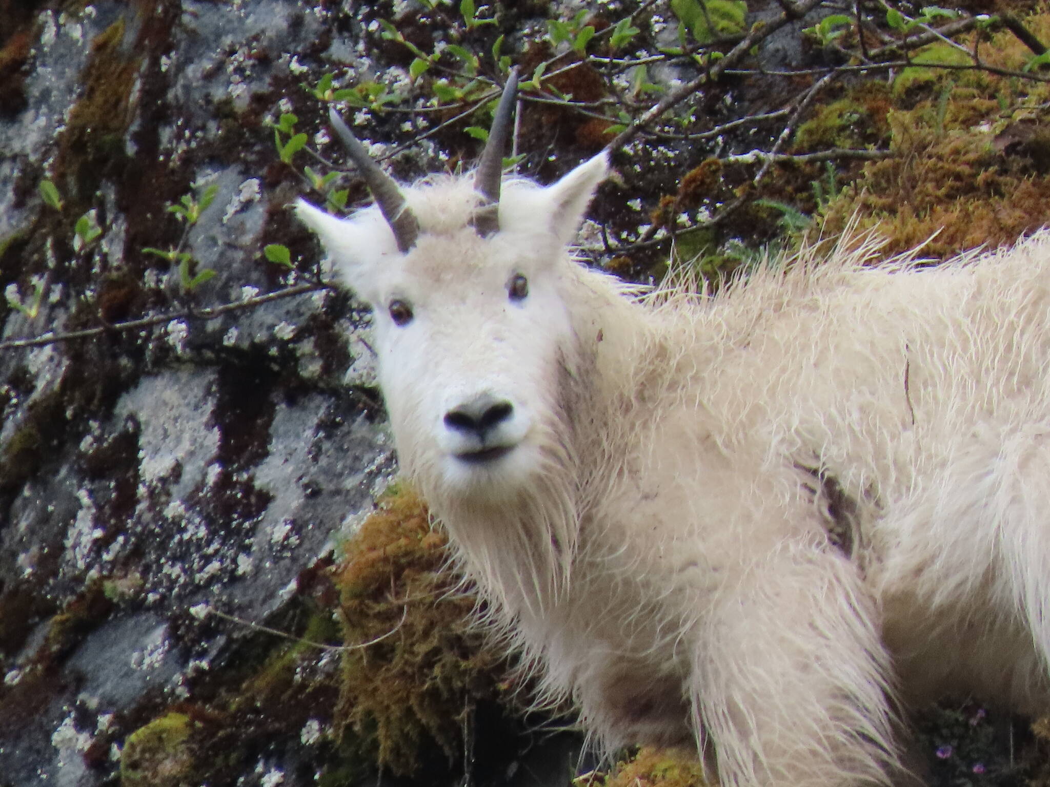 Young mountain goat next to Nugget Falls at the Mendenhall Glacier on May 13, 2023. (Courtesy Photo / Steven Hamilton)