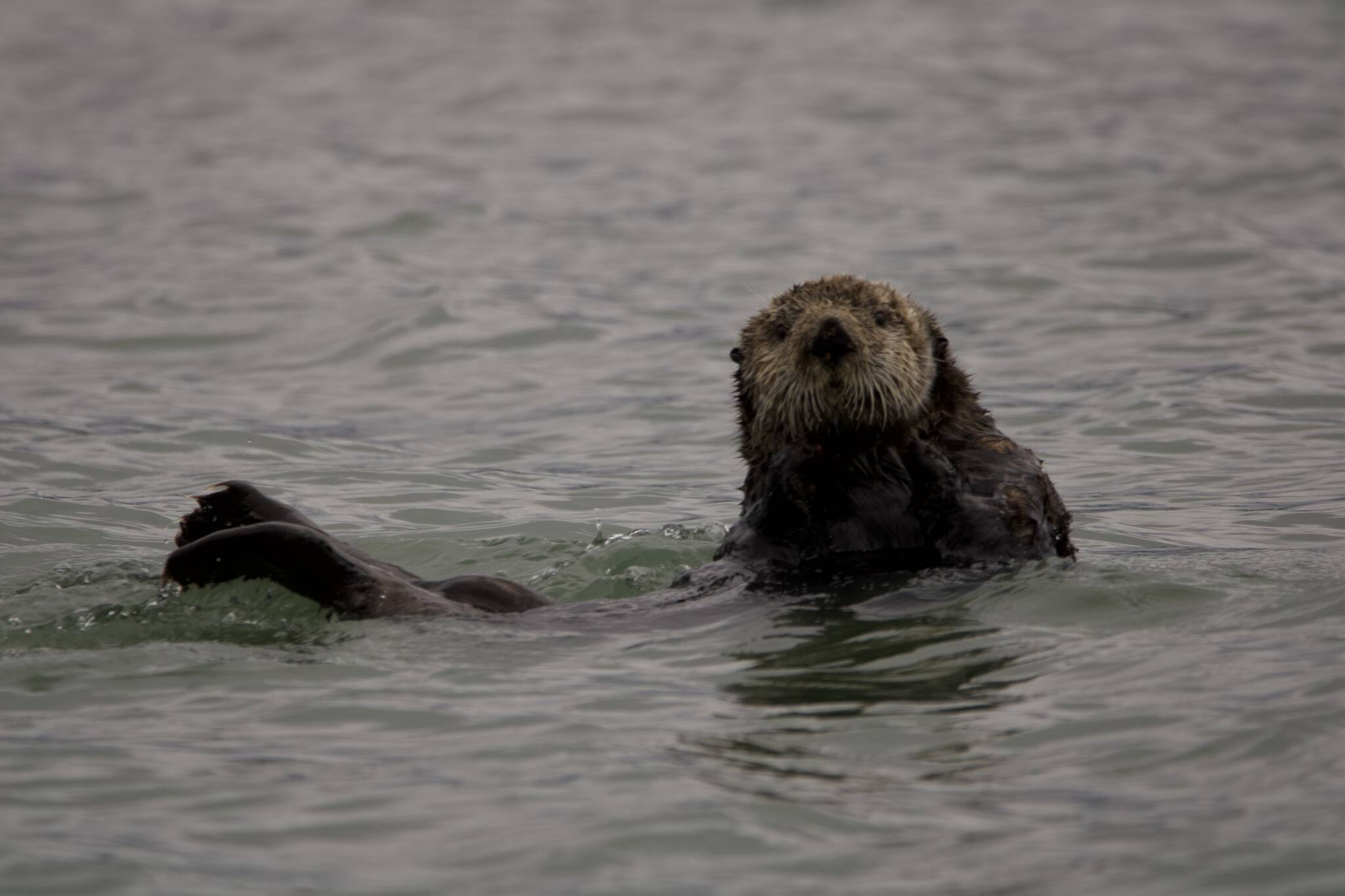 This photo taken in mid-May at Glacier Bay shows a sea otter. (Courtesy Photo / Carolyn Kelley)