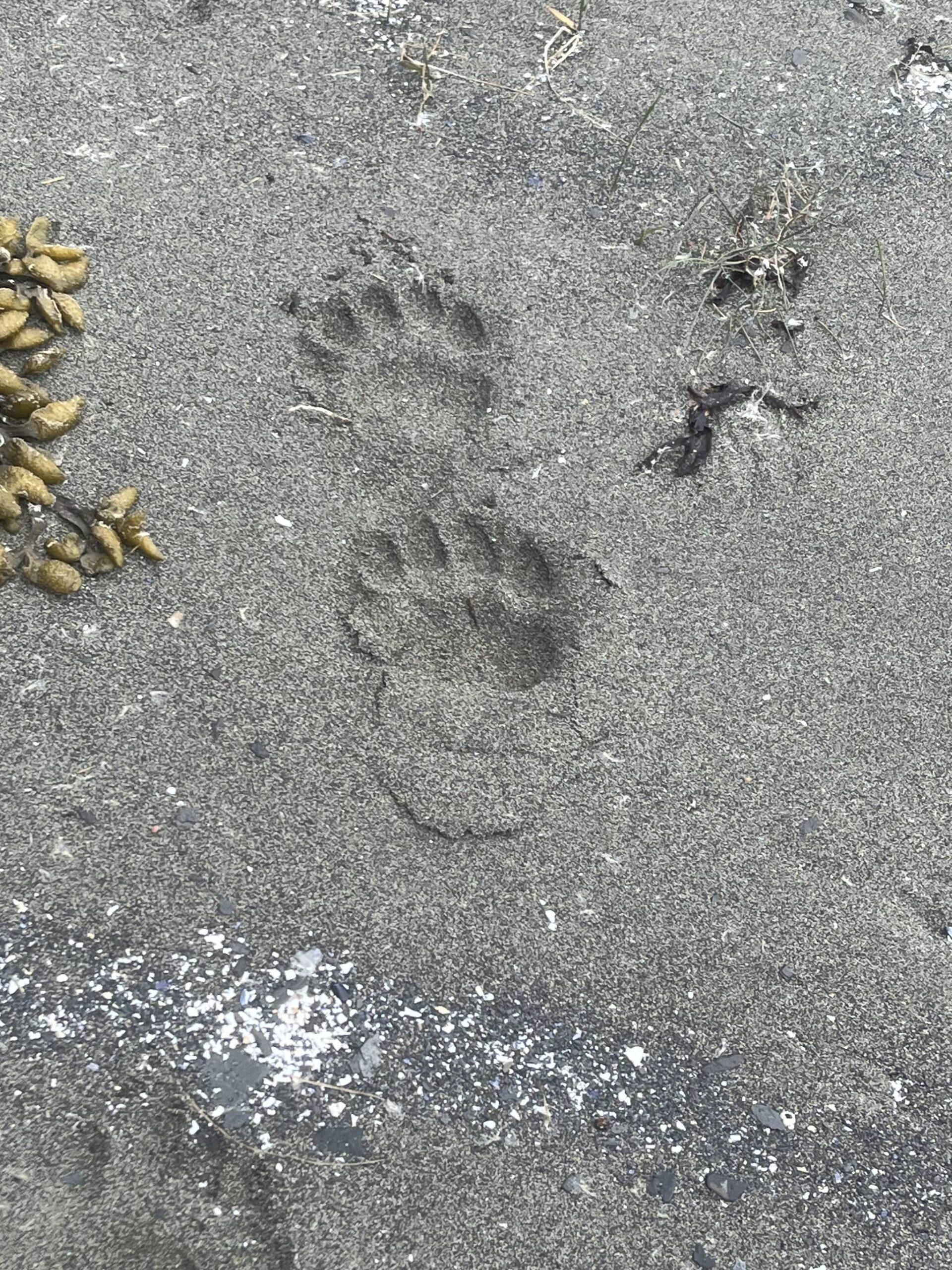 This photo shows black bear prints in the sand at Glacier Bay. (Courtesy Photo / Carolyn Kelley)