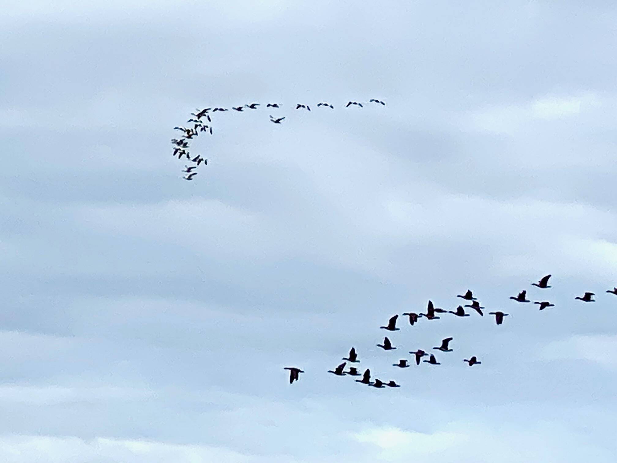 Snow geese followed by Canada geese soar above the Boy Scout Meadow on April 29. (Courtesy Photo / Denise Carroll)