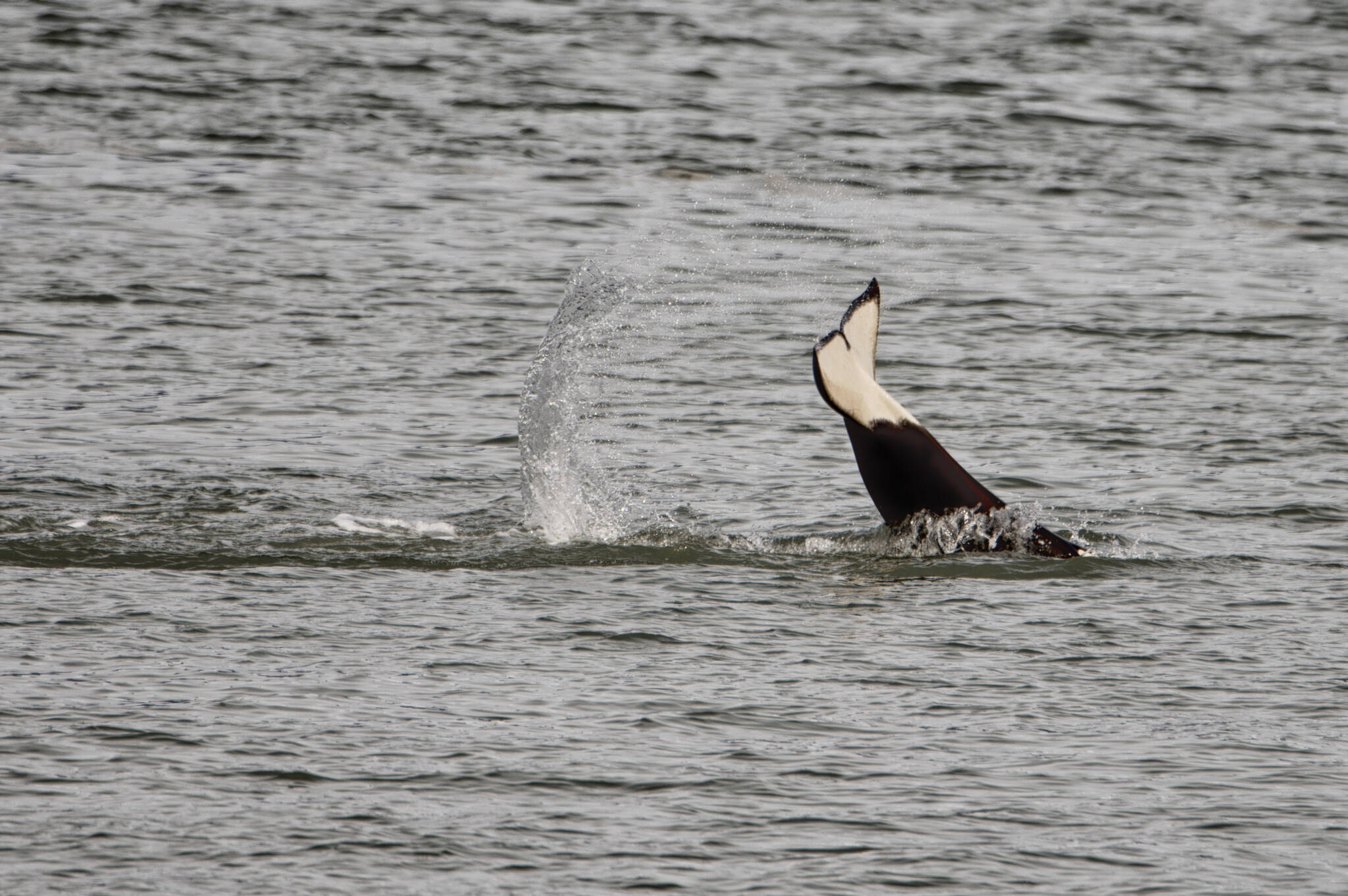 An orca splashes to disturb feed below in Fritz Cove. (Courtesy Photo / Kenneth Gill, gillfoto)