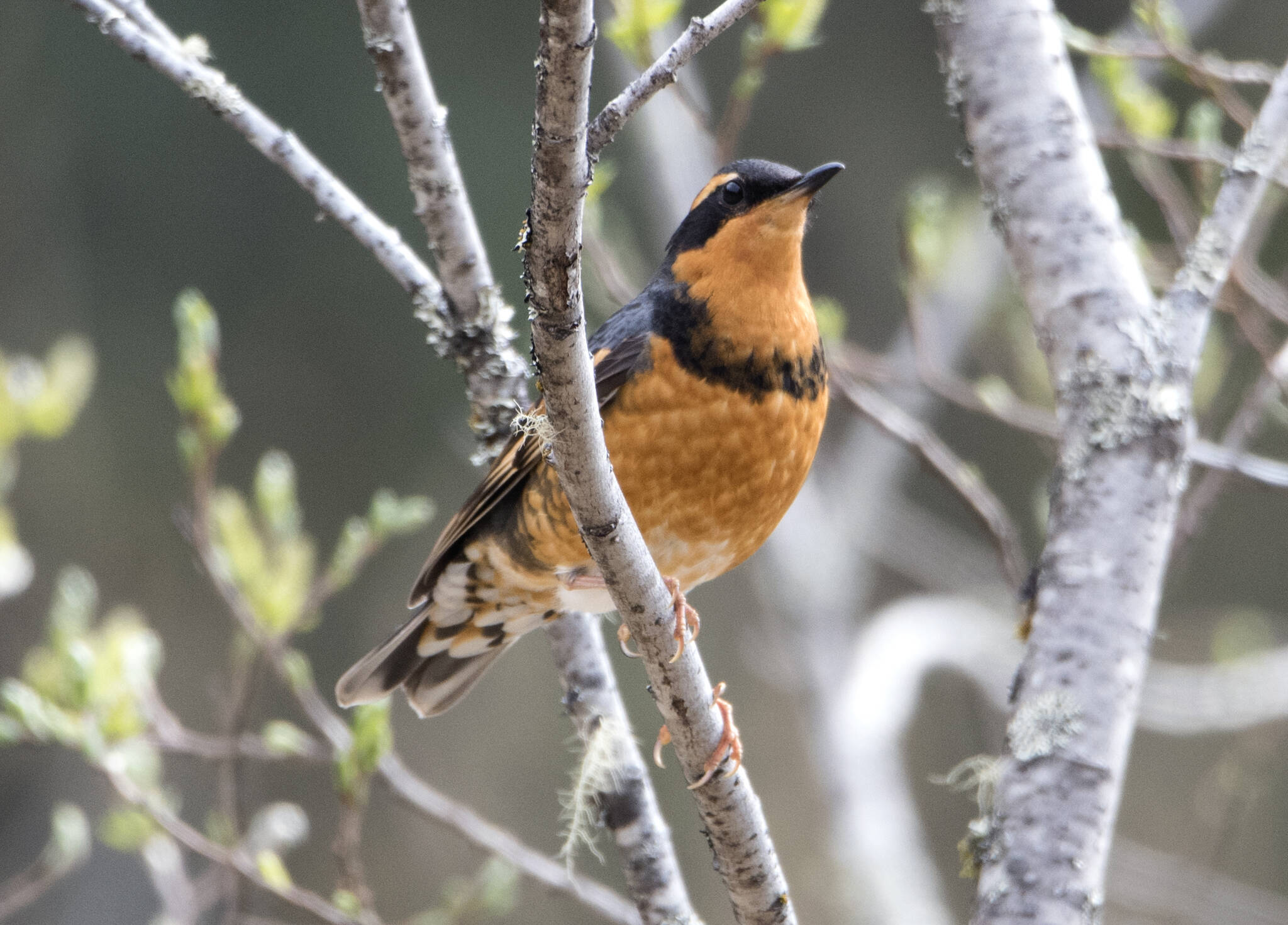 Varied thrush out on Eagle Beach Meadow. (Courtesy Photo / Kenneth Gill, gillfoto)
