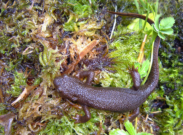 A pair of rough-skinned newts beginning the process of mating in a local pond this spring. (Courtesy Photo / Bob Armstrong)