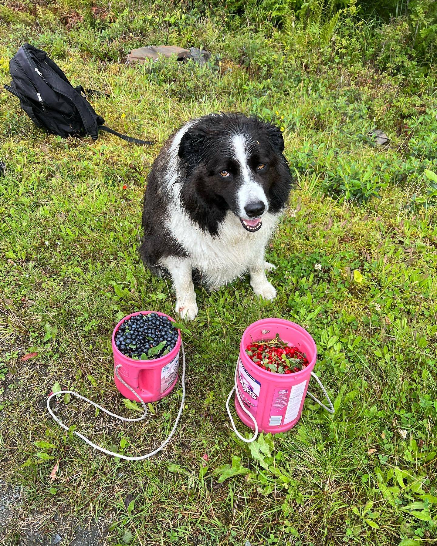 Keet helps pick berries in Wrangell, Alaska. (Vivian Faith Prescott / For the Capital City Weekly)