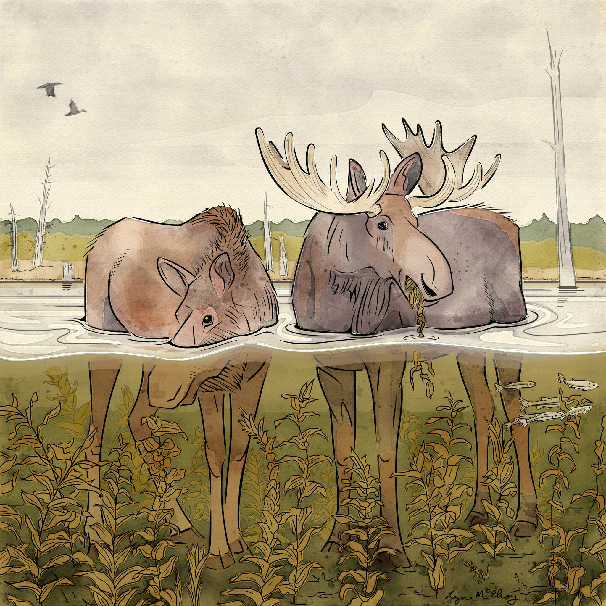 Courtesy Image / Liza McElroy
Artist Liza McElroy of Seward, Alaska, recently sketched two moose in their summertime aquatic environment to illustrate this story.