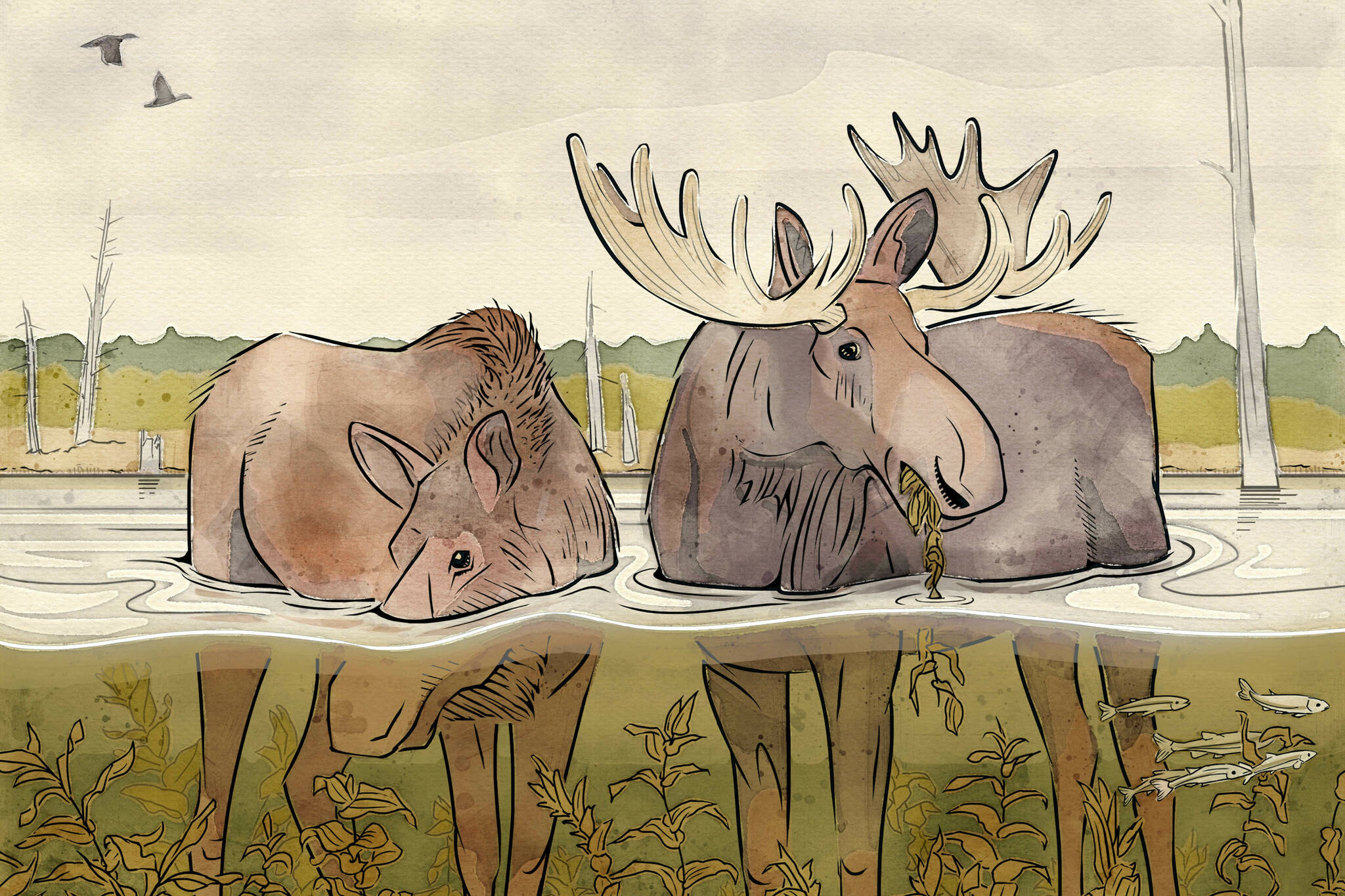 Artist Liza McElroy of Seward, Alaska, recently sketched two moose in their summertime aquatic environment to illustrate this story. (Courtesy Image / Liza McElroy)