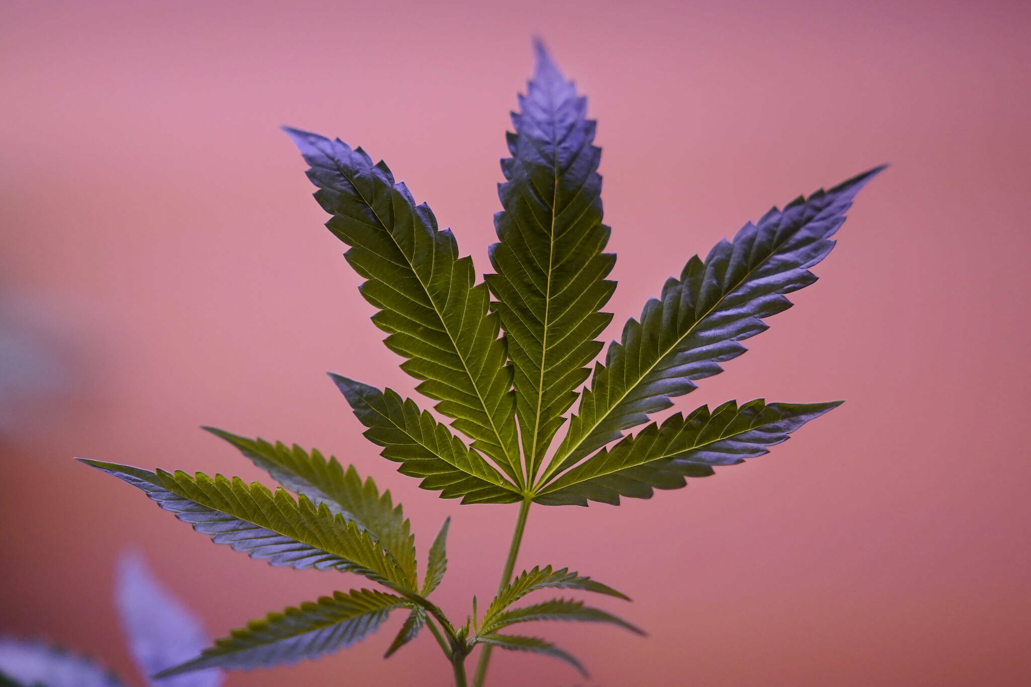 A marijuana plant is displayed in a cannabis shop. (Jeff Chiu/AP)