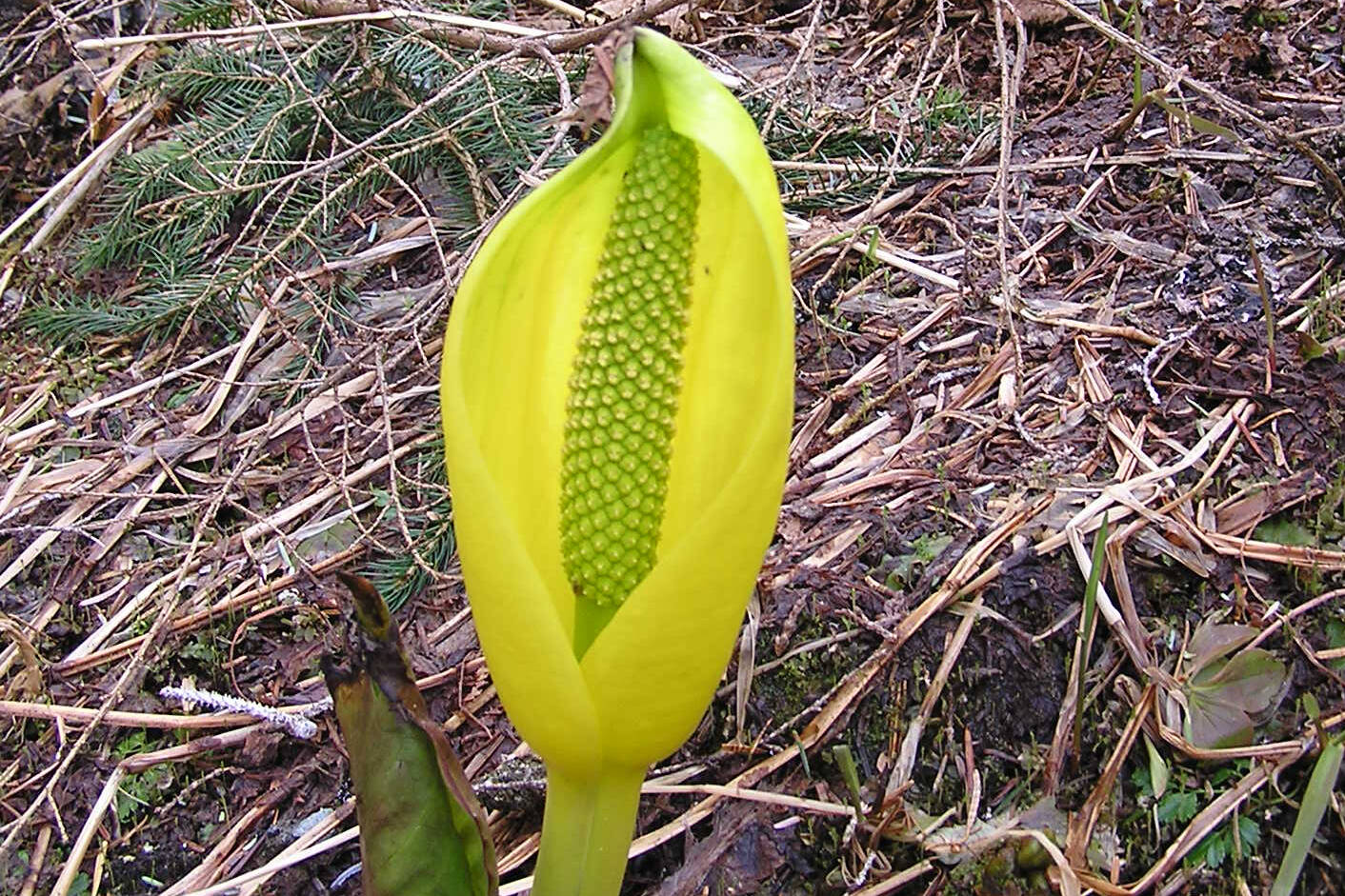 A skunk cabbage inflorescence shows the pointed stigmas of the female phase and the beginning of pollen presentation for the male phase. (Mary F. Willson / For the Juneau Empire)