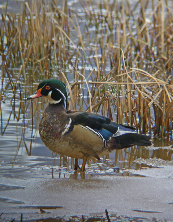 Wood duck males are colorful and rare in Juneau (Courtesy Photo / Bob Armstrong)