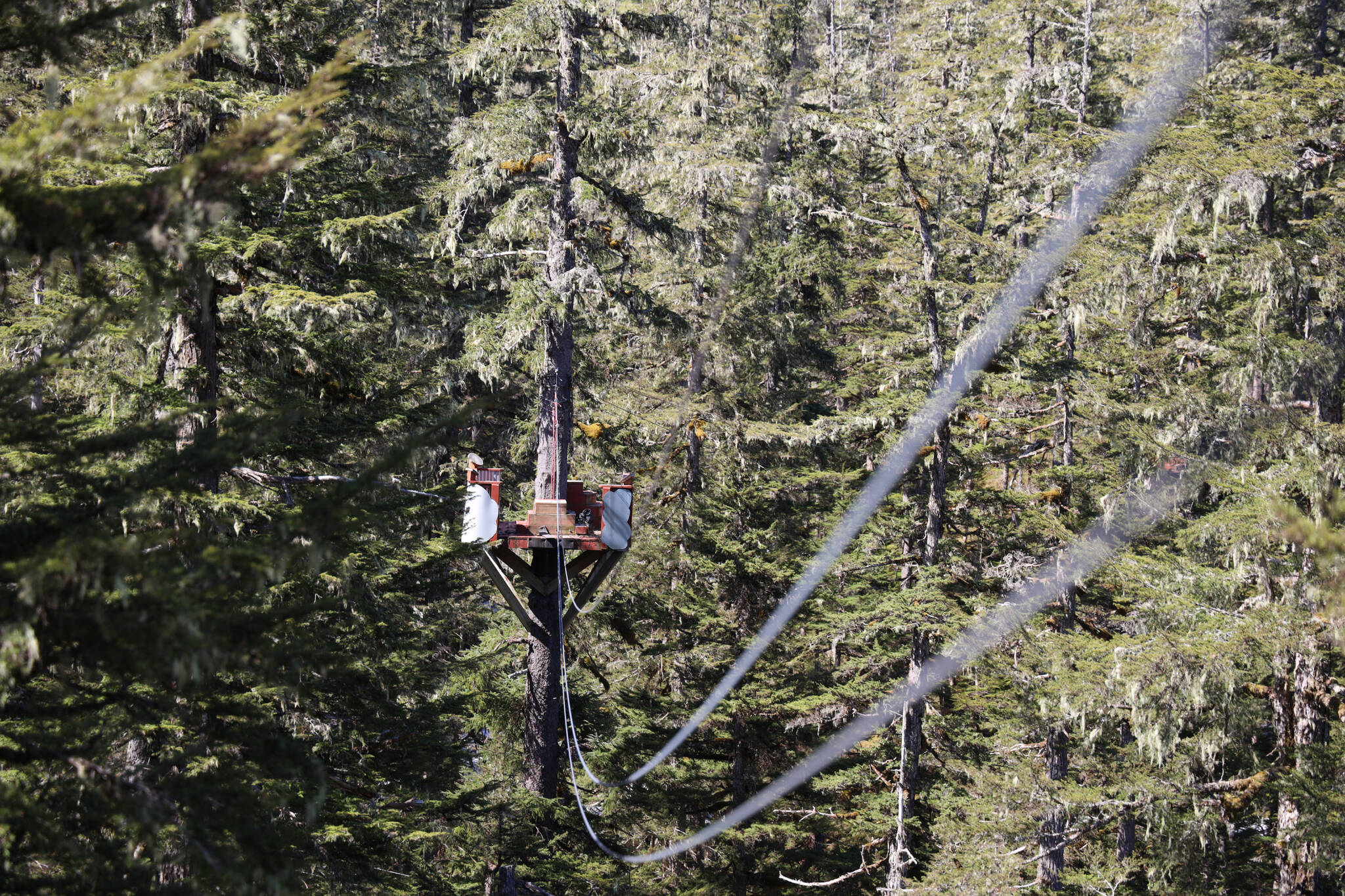 A wire cable stretches high above the forest ground and connects two platforms for zip lining at Eaglecrest Ski Area. Zip line tours are set to be offered again this summer at the ski area starting in late June after three years of halted operations due to COVID-19 and staffing issues. (Clarise Larson / Juneau Empire)