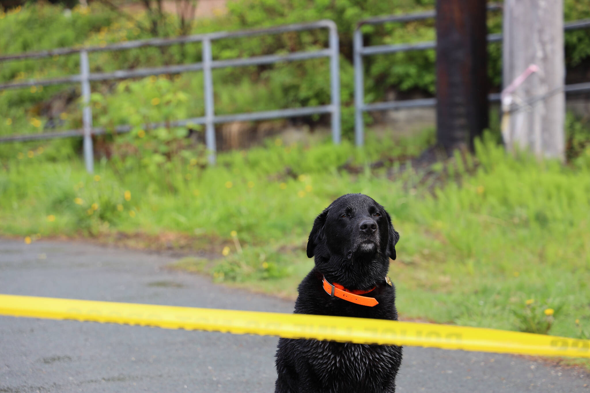Shadow the dog sits just before the finish line at the Alaska Law Enforcement Torch Run at Twin Lakes Park Saturday morning. (Clarise Larson / Juneau Empire)