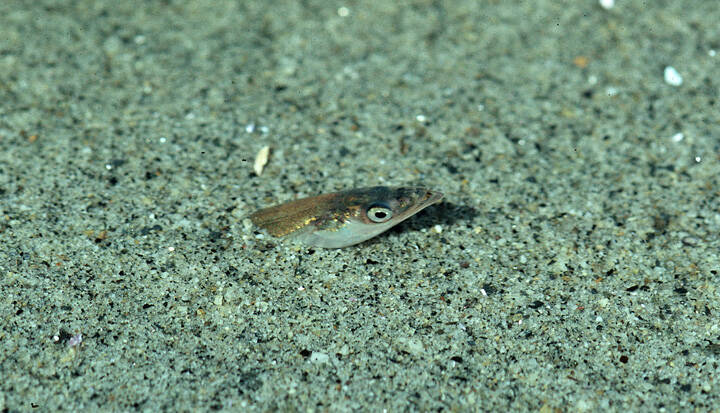 A Pacific sand lance peeks out of its sandy refuge (Courtesy Photo / Bob Armstrong)