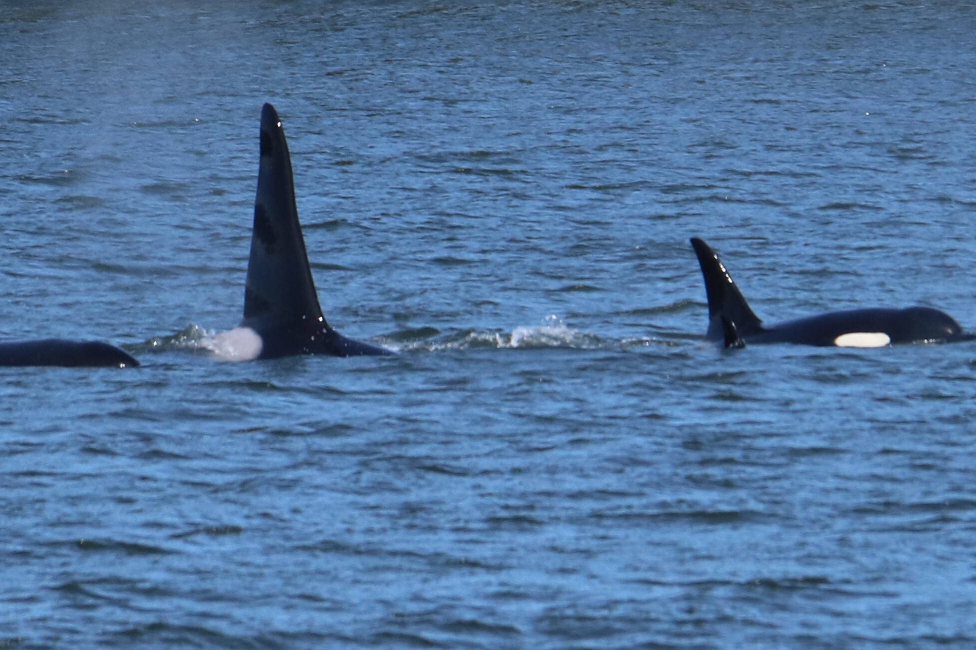 A family of orcas swam along the shore (Courtesy Photo / DJ Kyser)