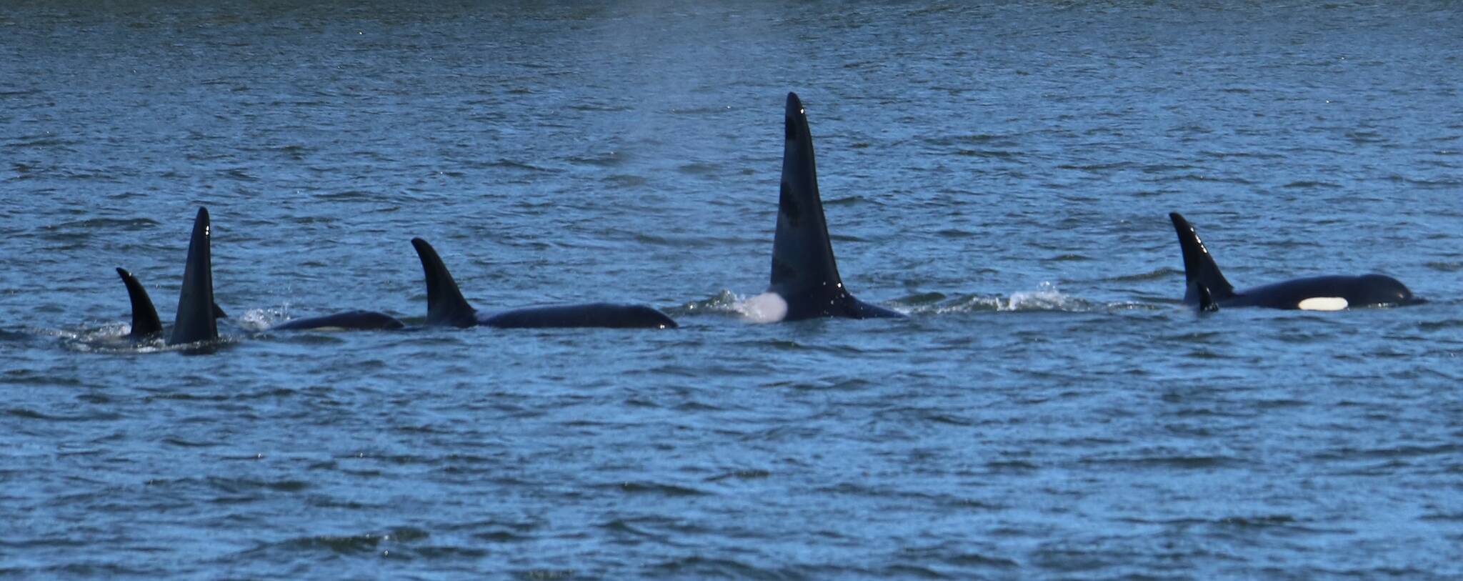 A family of orcas swam along the shore (Courtesy Photo / DJ Kyser)