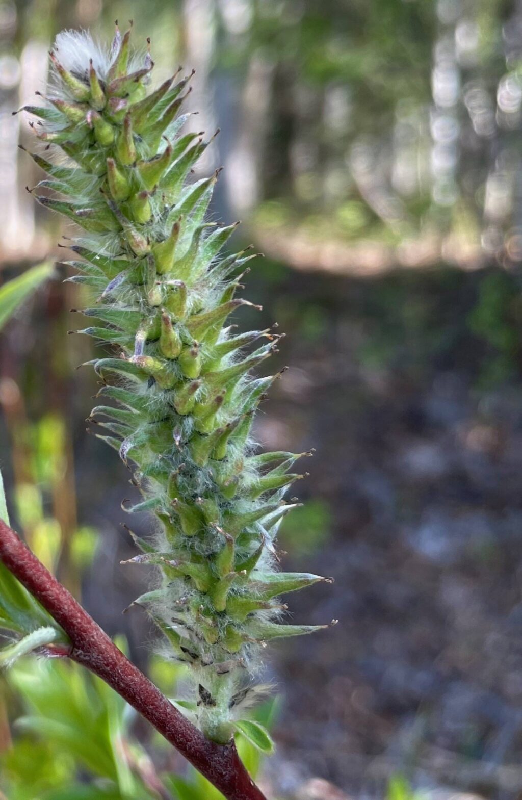 Alaska Science Forum Feltleaf willows — Alaska’s most abundant tree Juneau Empire