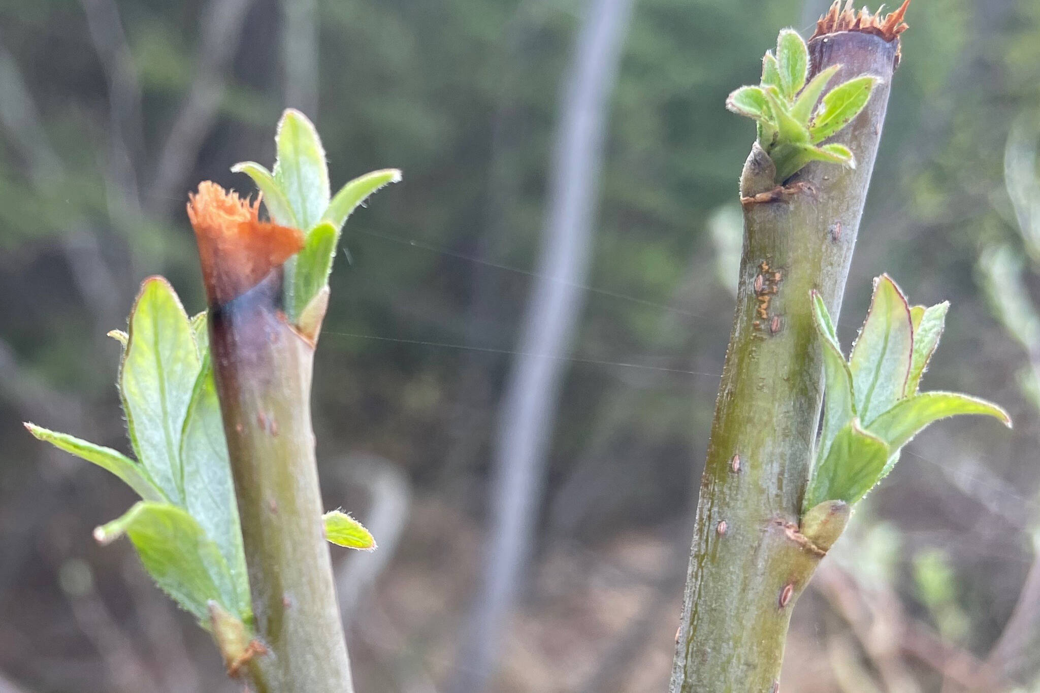 Feltleaf willow leaves emerge beneath where a moose nipped off buds during winter of 2022-2023 in Fairbanks. (Courtesy Photo / Ned Rozell)