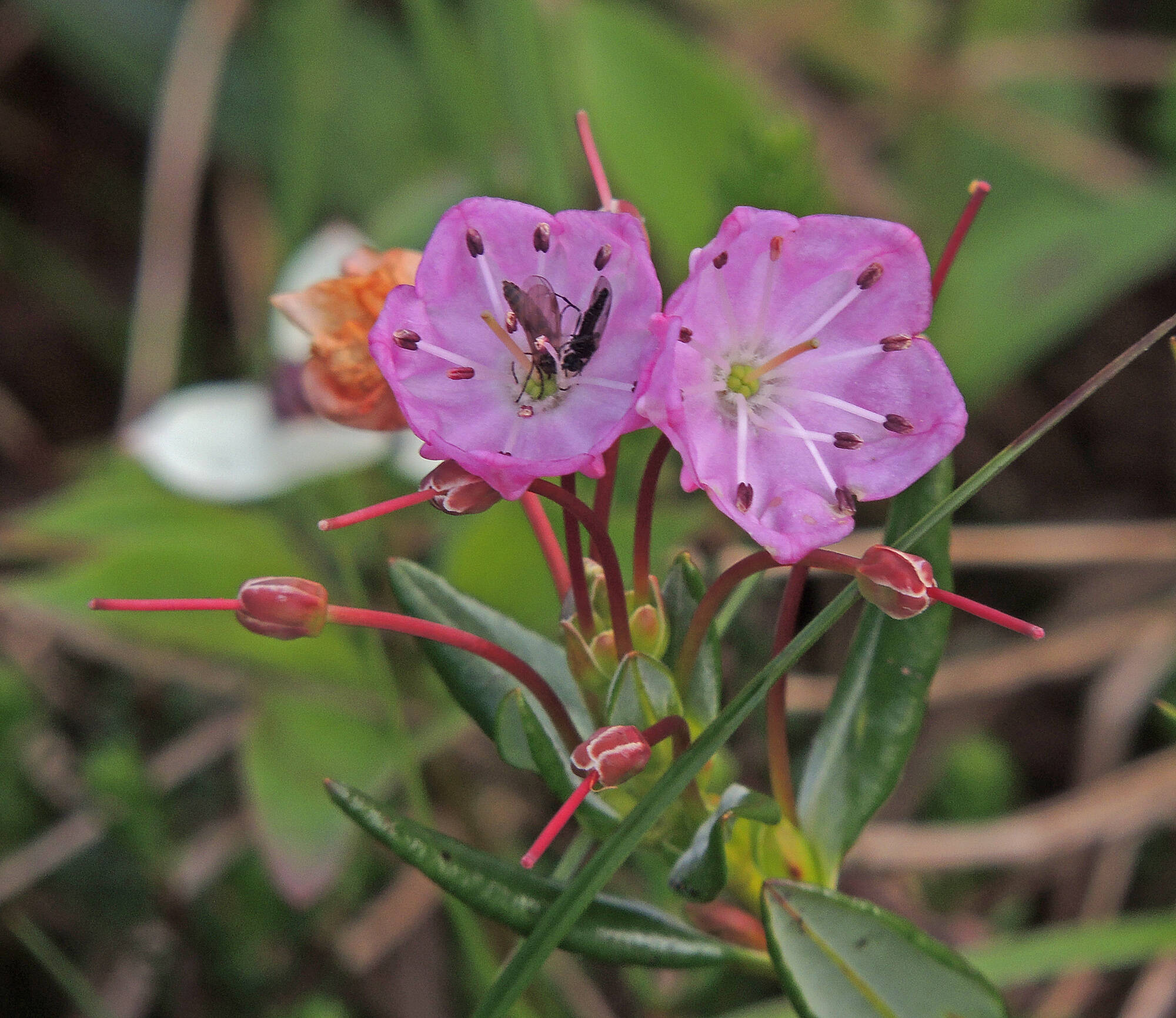 Bog laurel flowers with stamens sprung out from petals by foraging insects. (Courtesy Photo / Bob Armstrong)