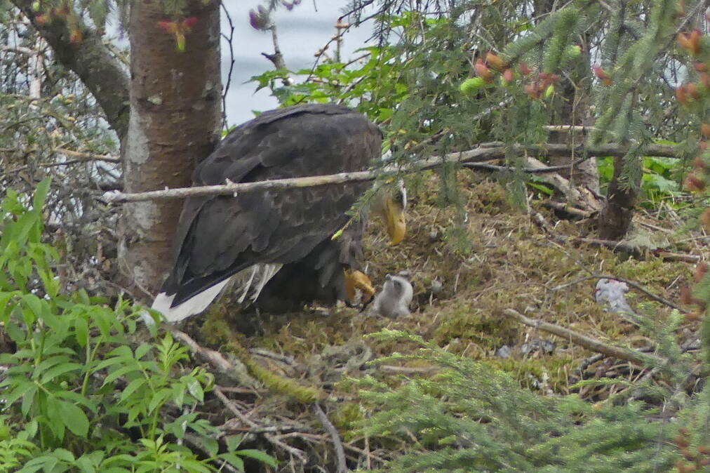 A newly hatched bald eagle chick is attended to by an adult. (Courtesy Photo / Bob Armstrong)