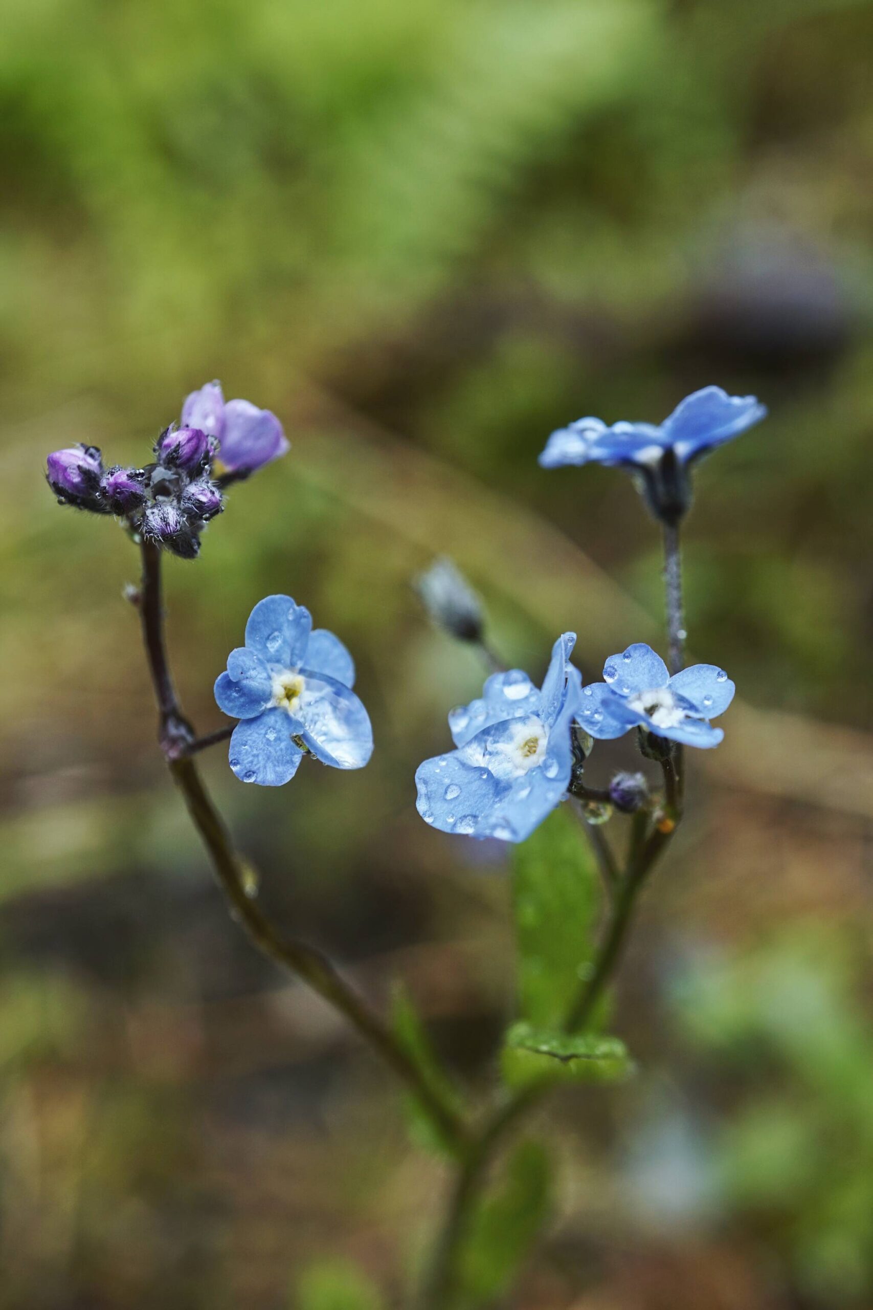Raindrops collect on a cluster of forget-me-nots Saturday at Prince of Wales Island. (Courtesy Photo / Marti Crutcher)